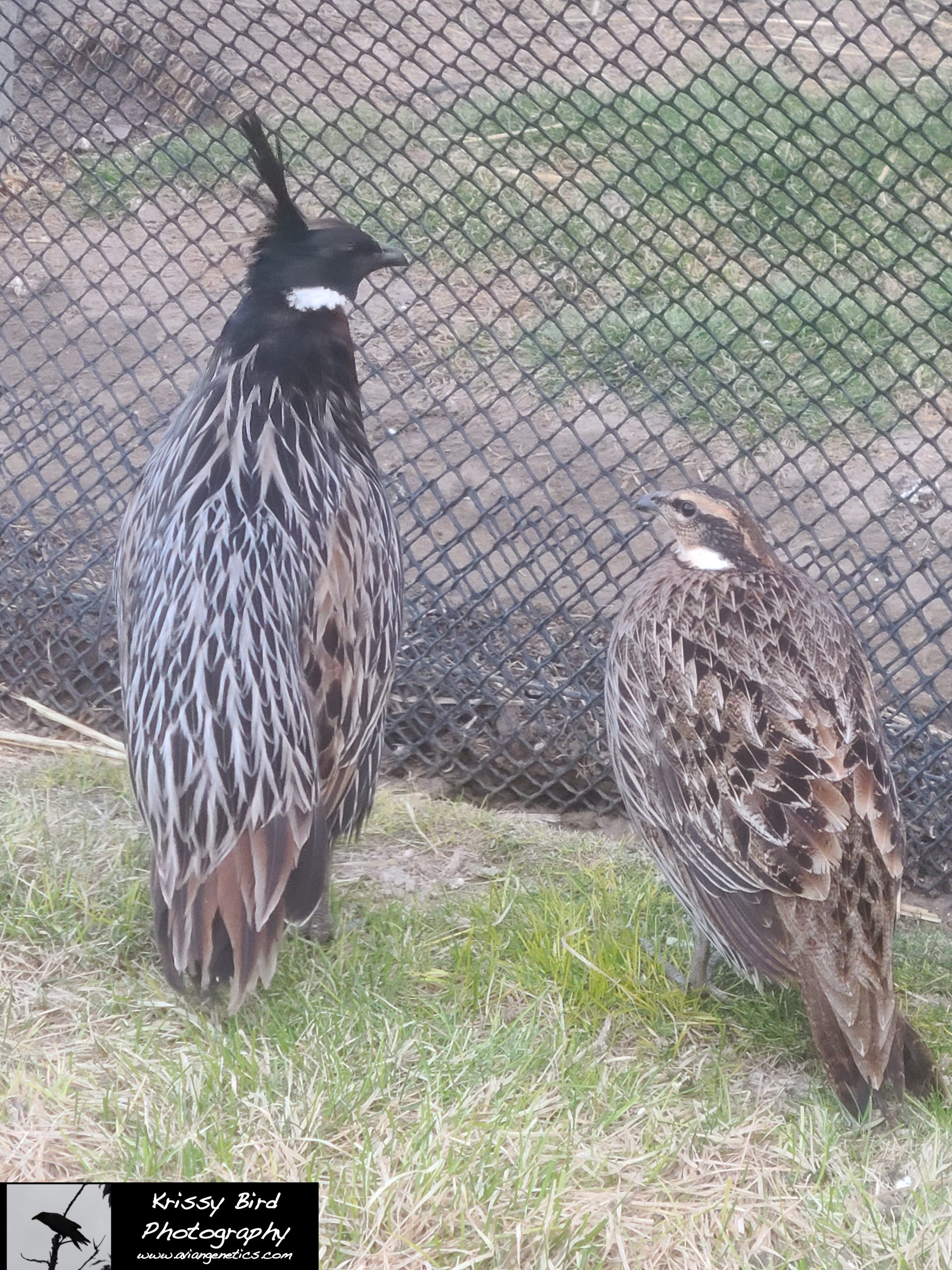 Pheasant Ridge - Koklass Pair