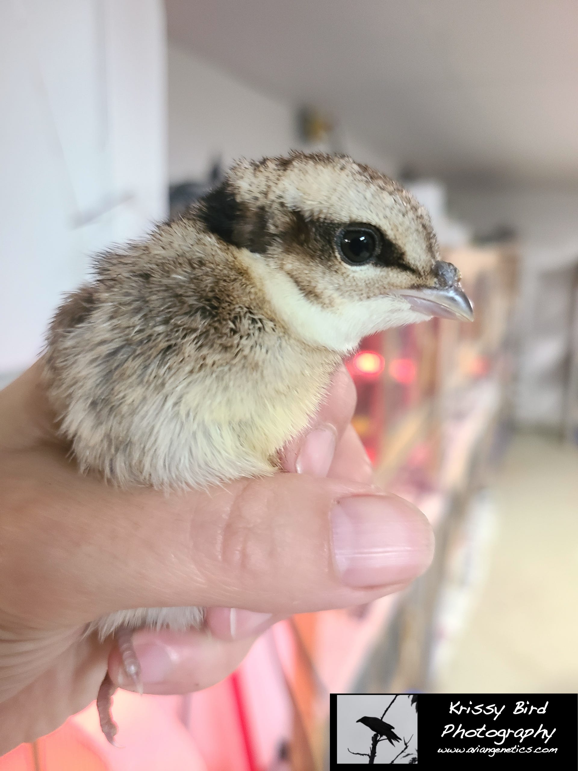 Pheasant Ridge - Koklass Chick