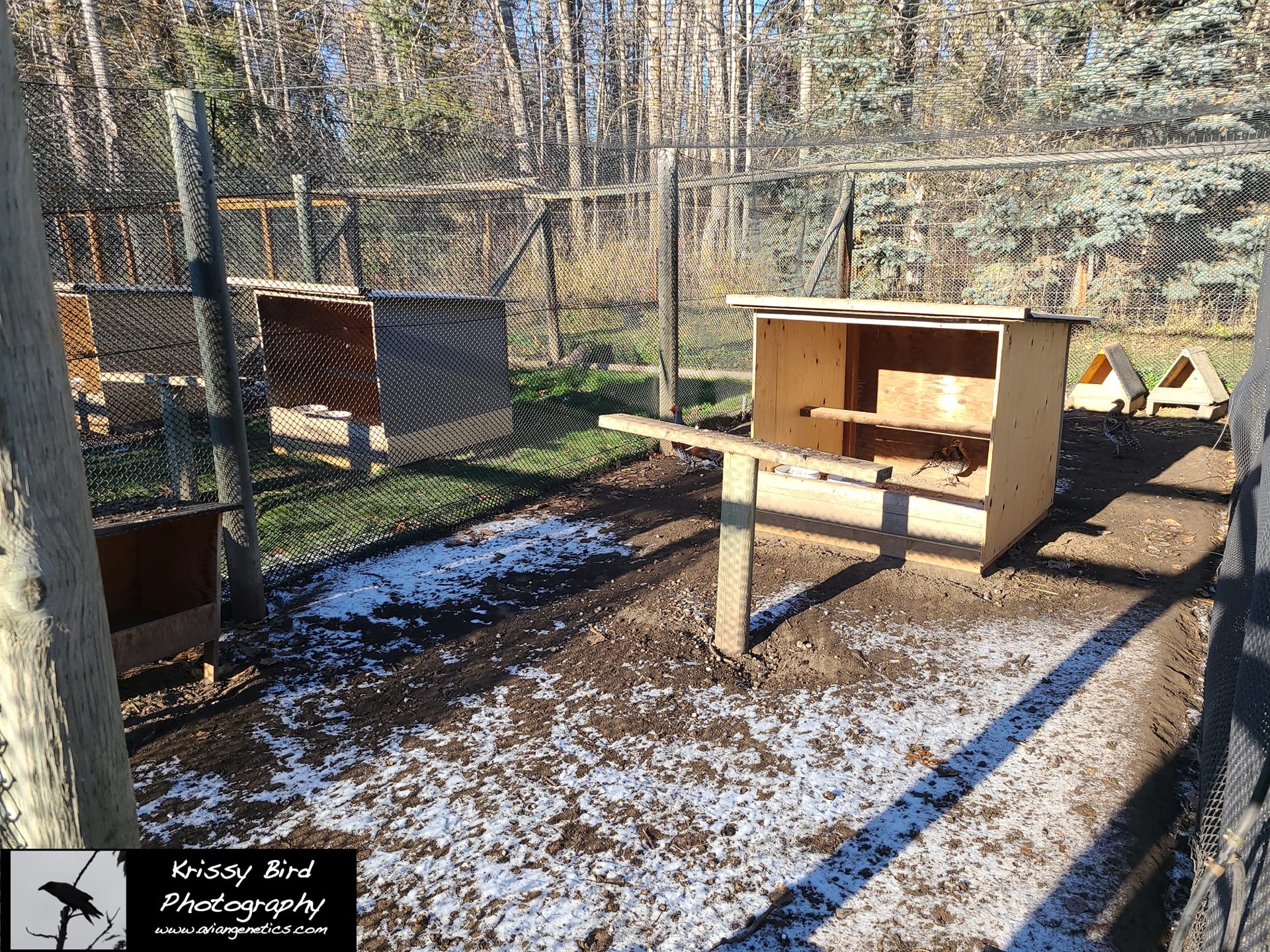 Pheasant Ridge pheasant breeder pens