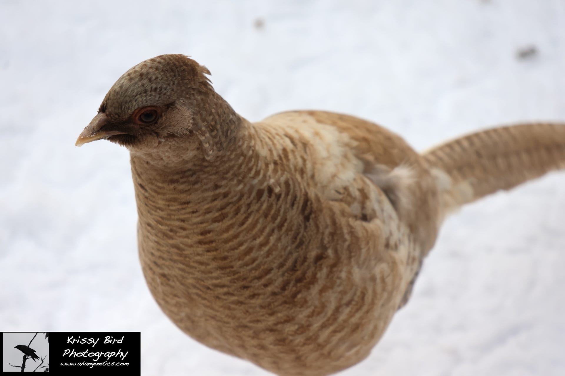 Pheasant Ridge - Yellow Flame Golden Pheasant Female