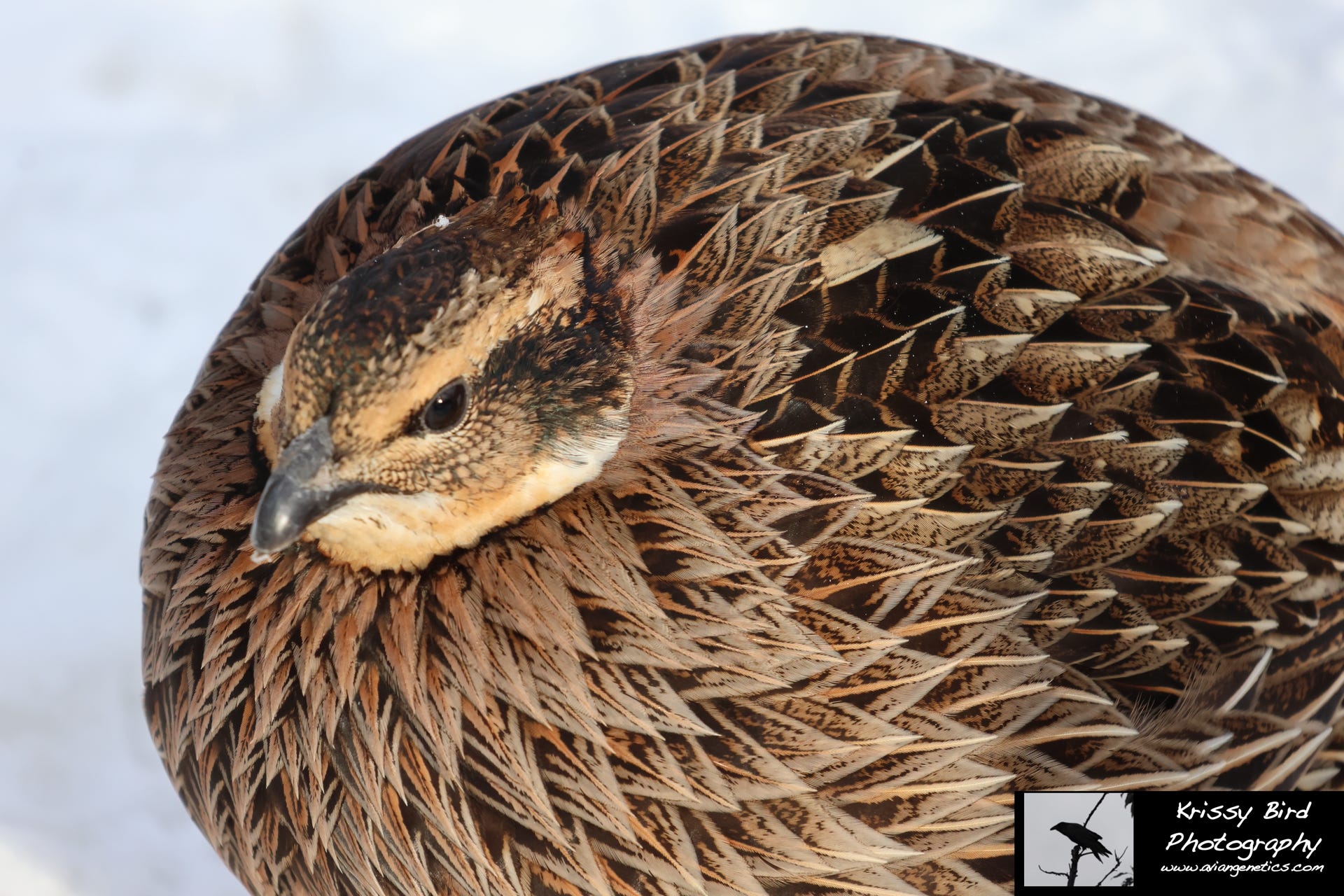 Pheasant Ridge Koklass Pheasant Female