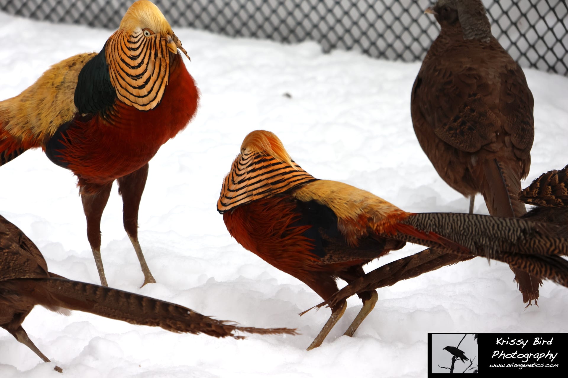 Pheasant Ridge - Flame Golden Pheasant Males & Females