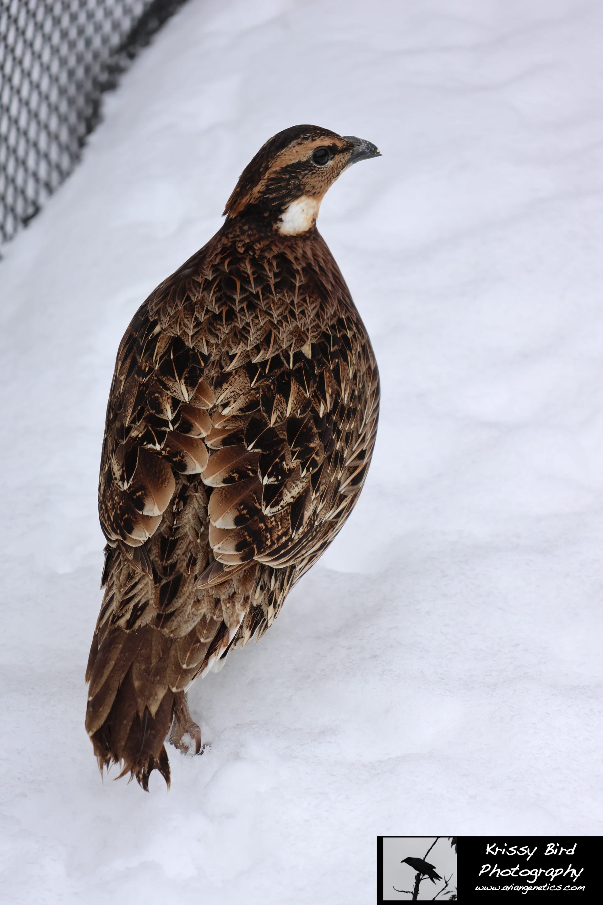 Pheasant Ridge - Koklass Female