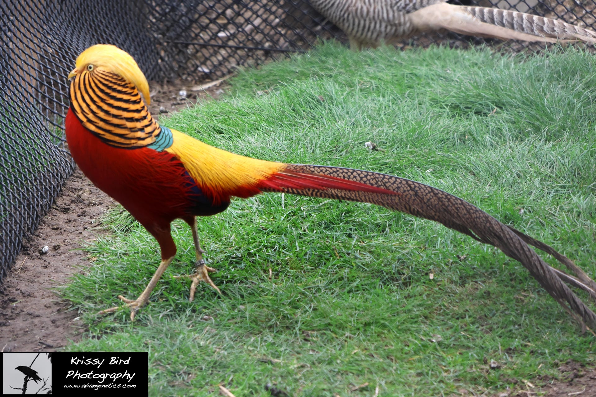 Pheasant Ridge - Red Golden Pheasant Male