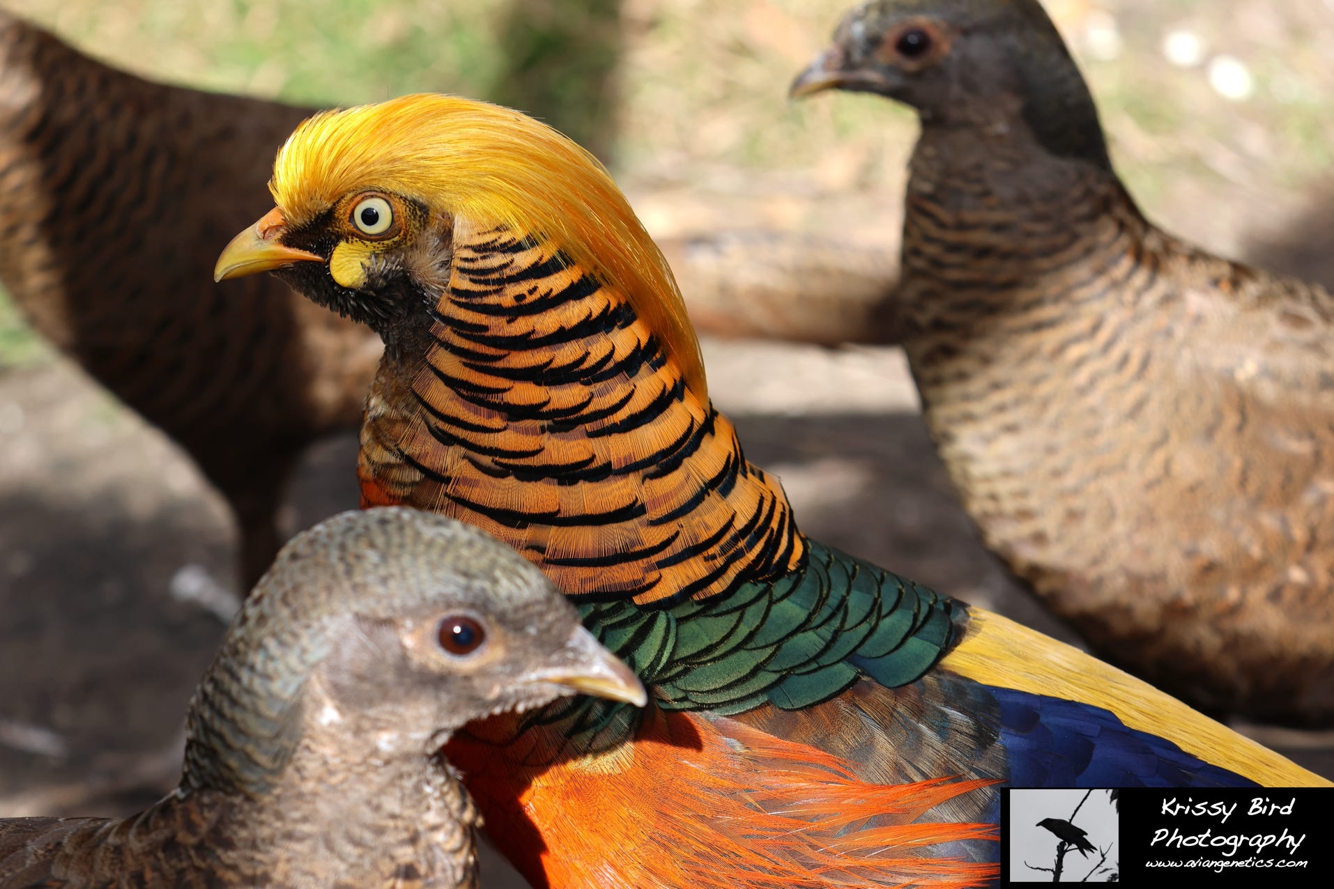 Pheasant Ridge - Flame Golden Pheasant Male & Females