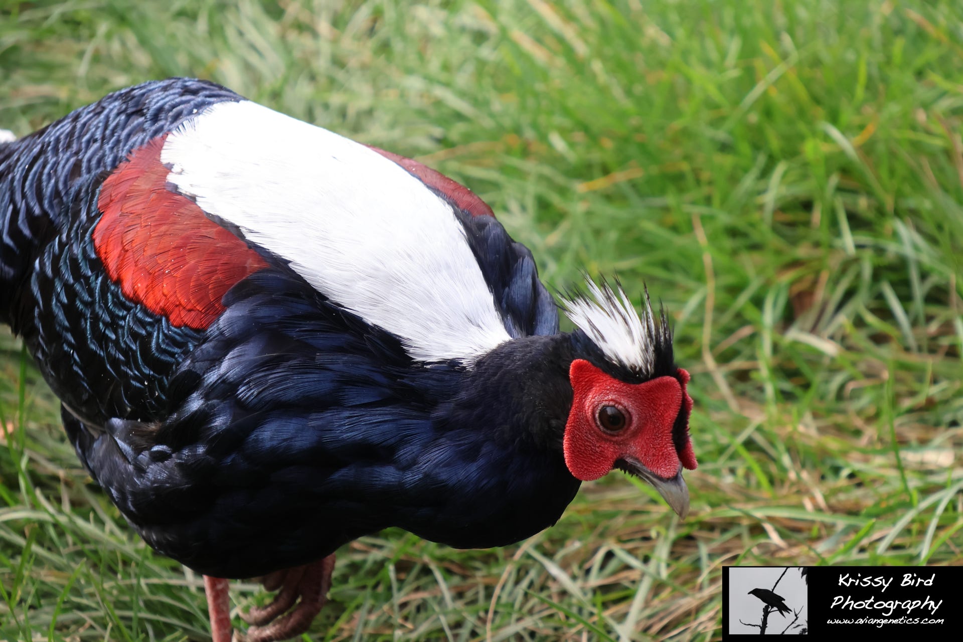 Pheasant Ridge - Swinhoe Pheasant Male