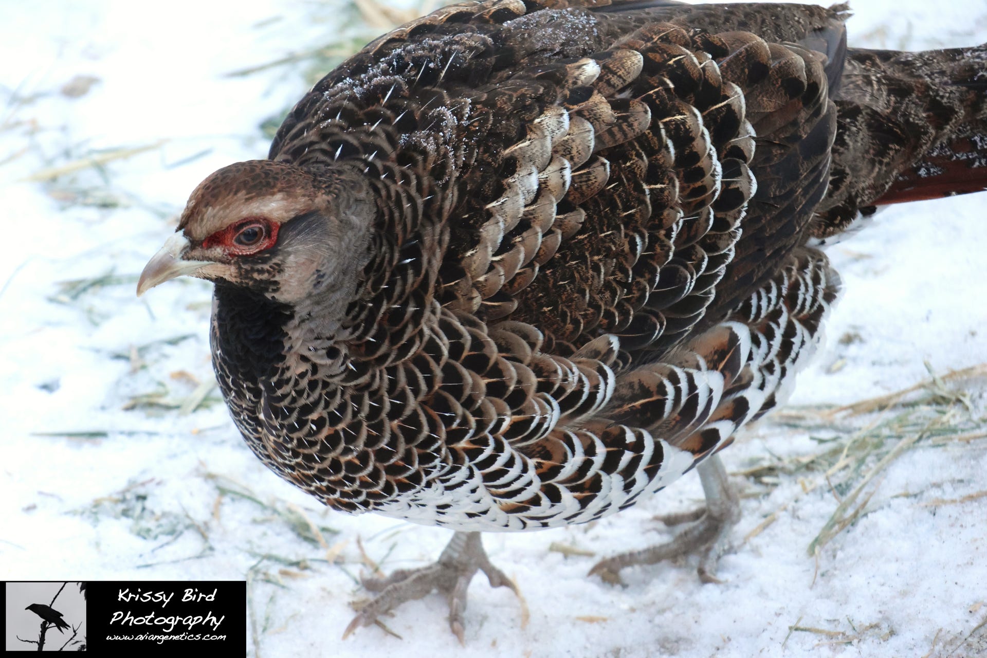 Pheasant Ridge Elliot Pheasant Female