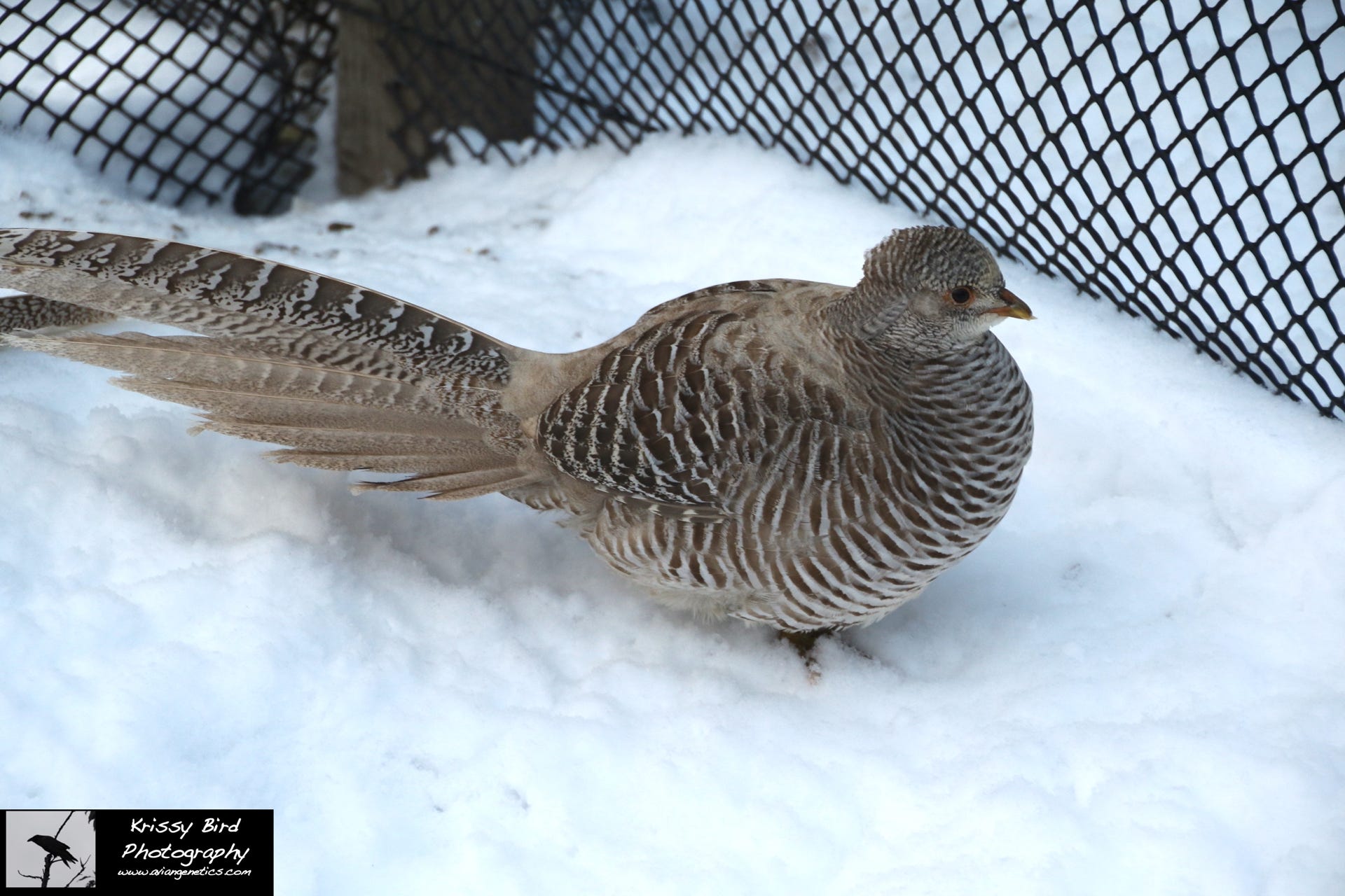 Pheasant Ridge Yellow Golden Pheasant Female 