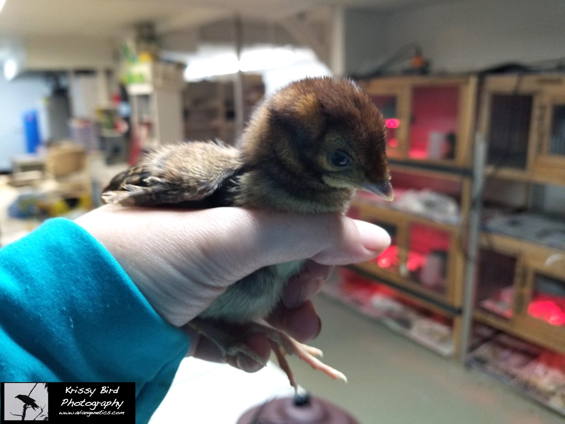 Pheasant Ridge - Temminck's Tragopan Pheasant Chick
