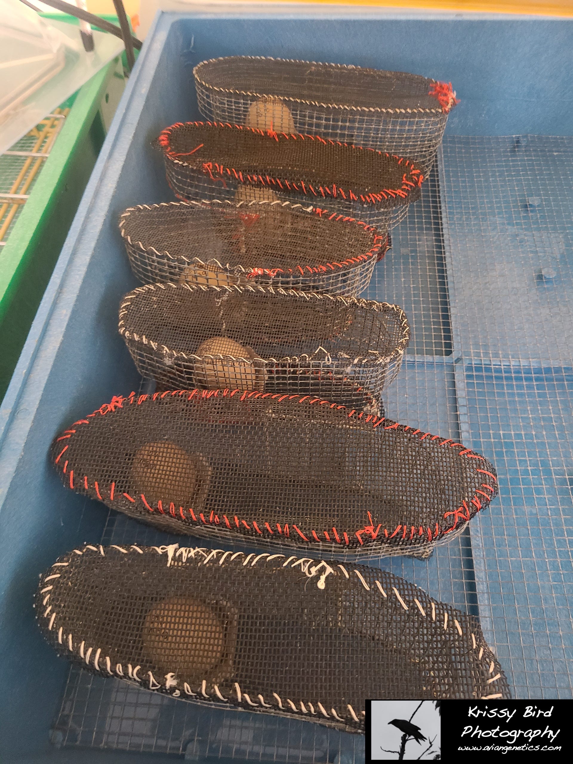 Pheasant Ridge Hatching Baskets