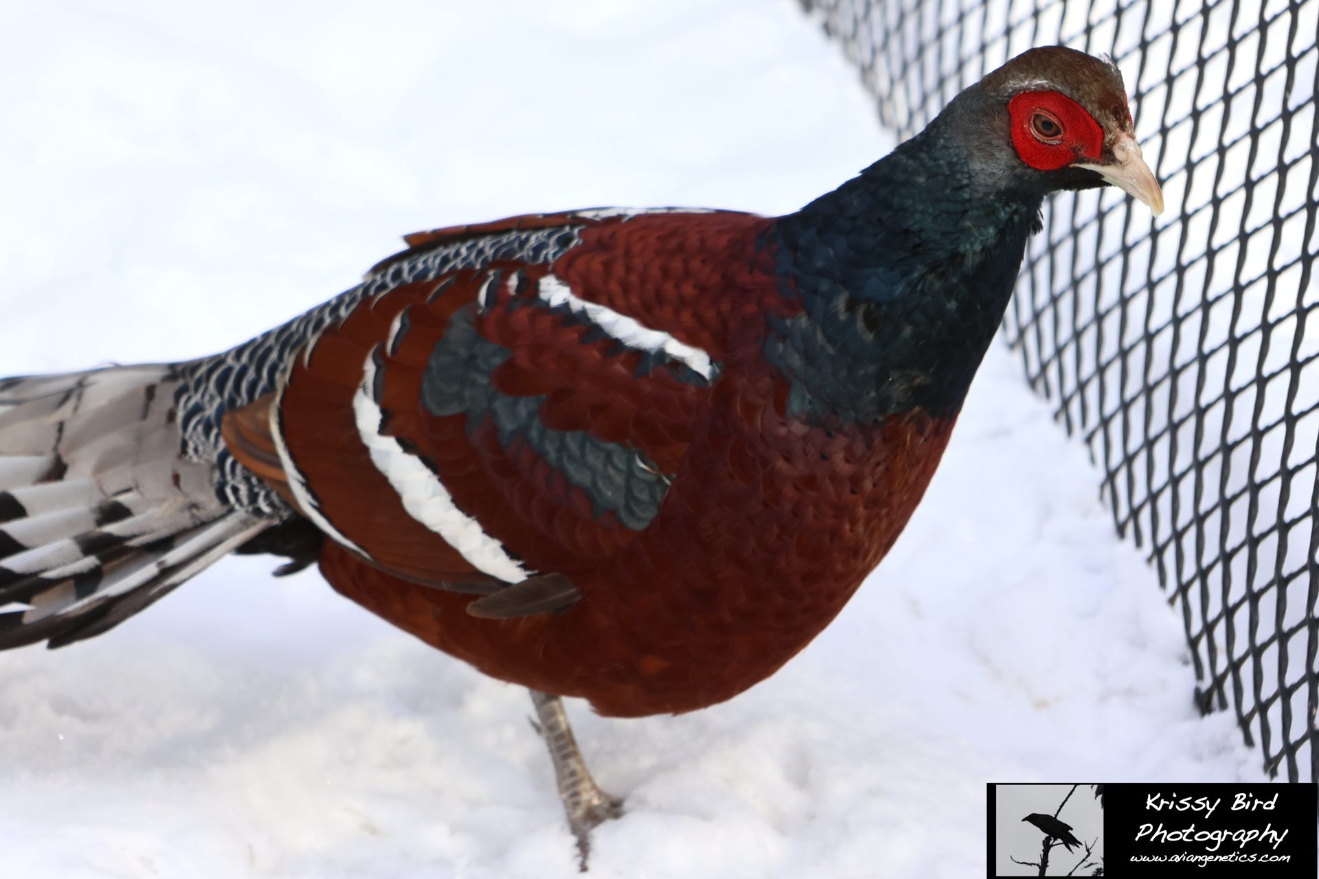 Pheasant Ridge Humes Pheasant Male