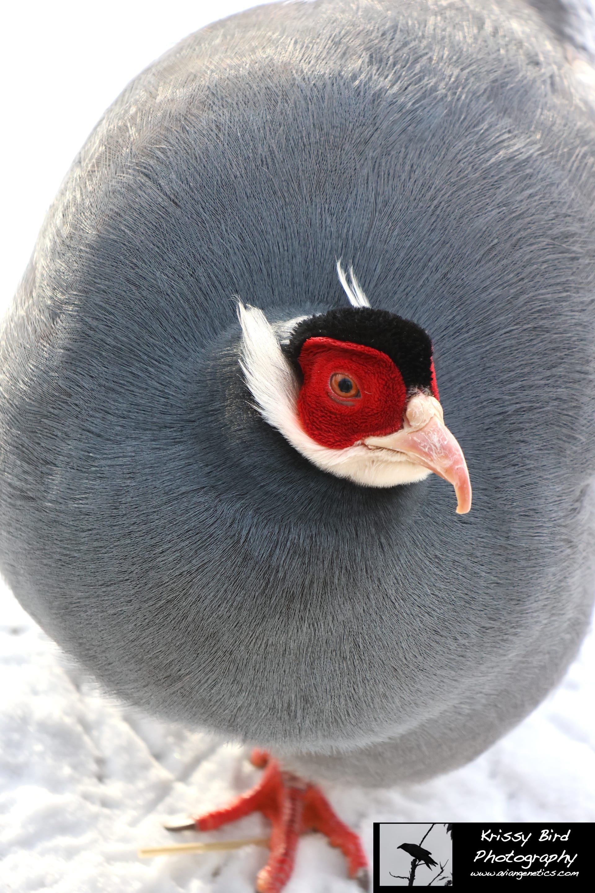 Pheasant Ridge - Blue Eared Pheasant Male