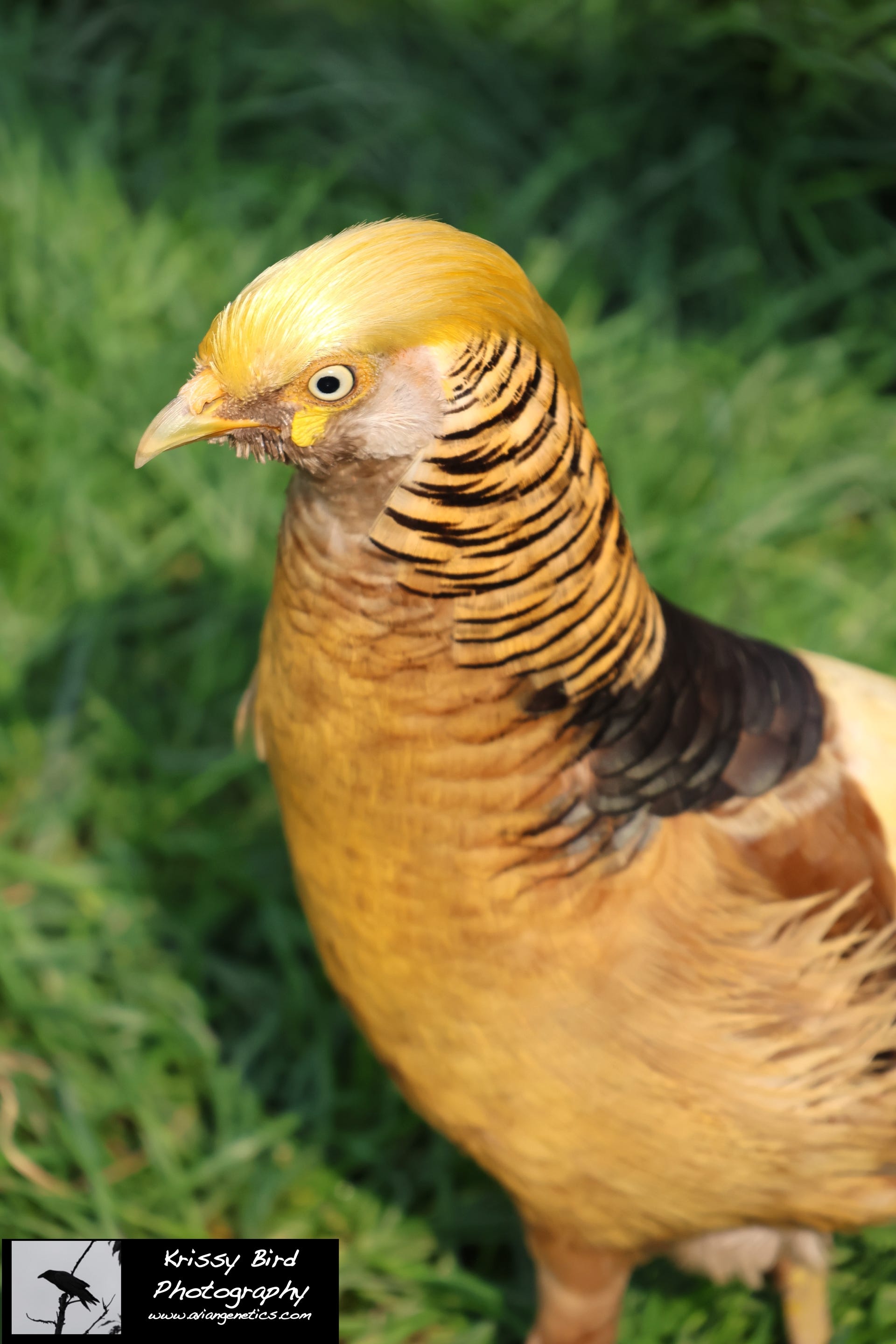 Pheasant Ridge - Yellow Flame Golden Pheasant Male