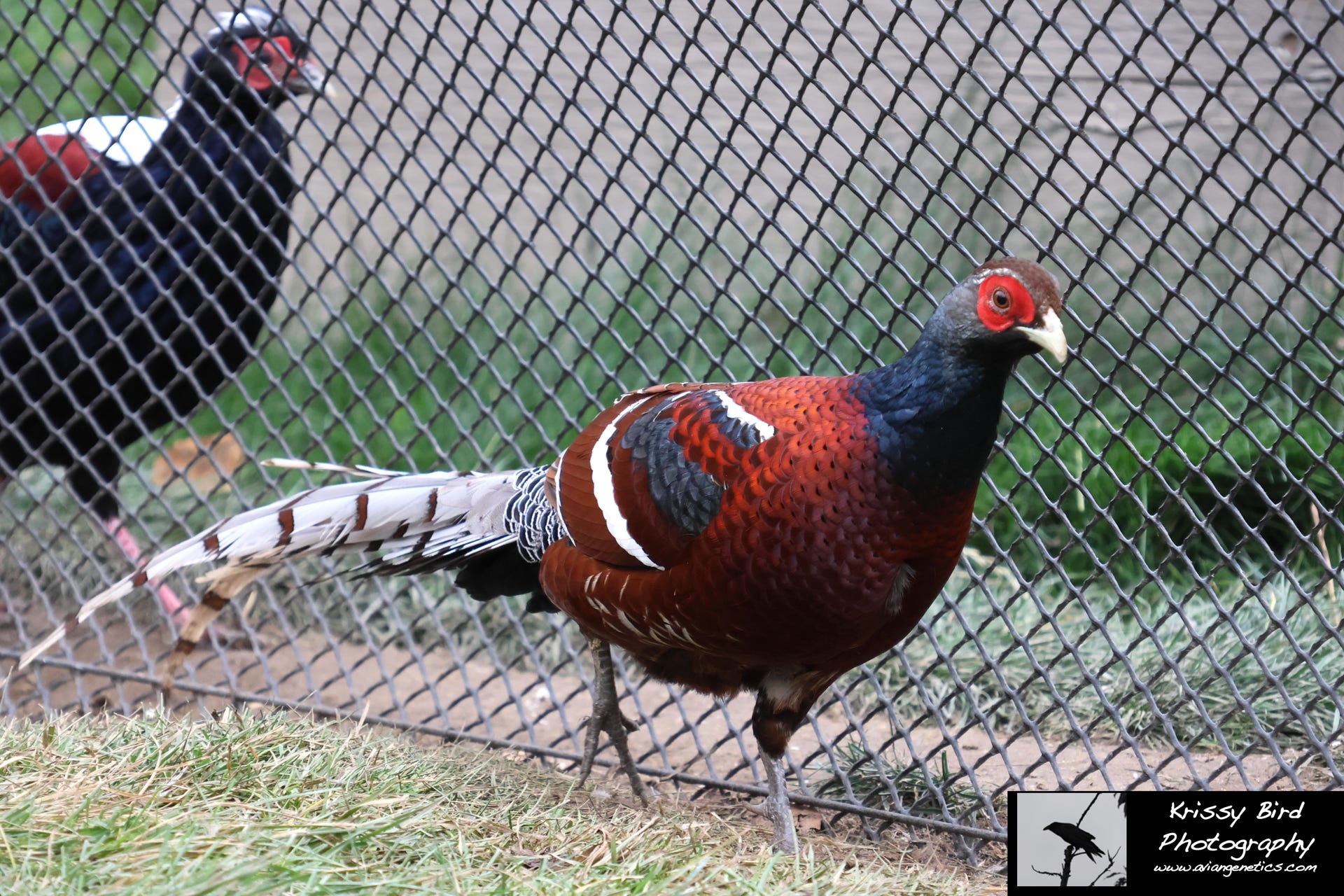 Pheasant Ridge - Humes Pheasant Male