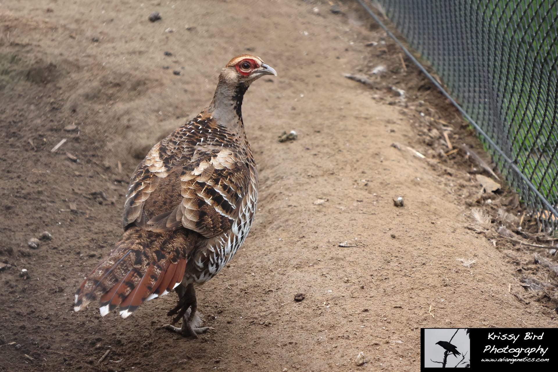 Pheasant Ridge - Elliot Pheasant Female