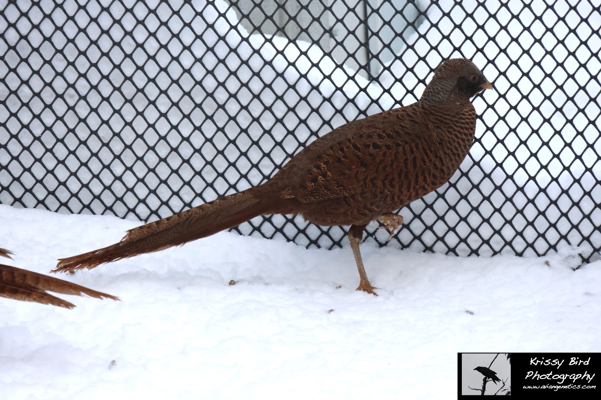 Pheasant Ridge - Flame Golden Pheasant Female