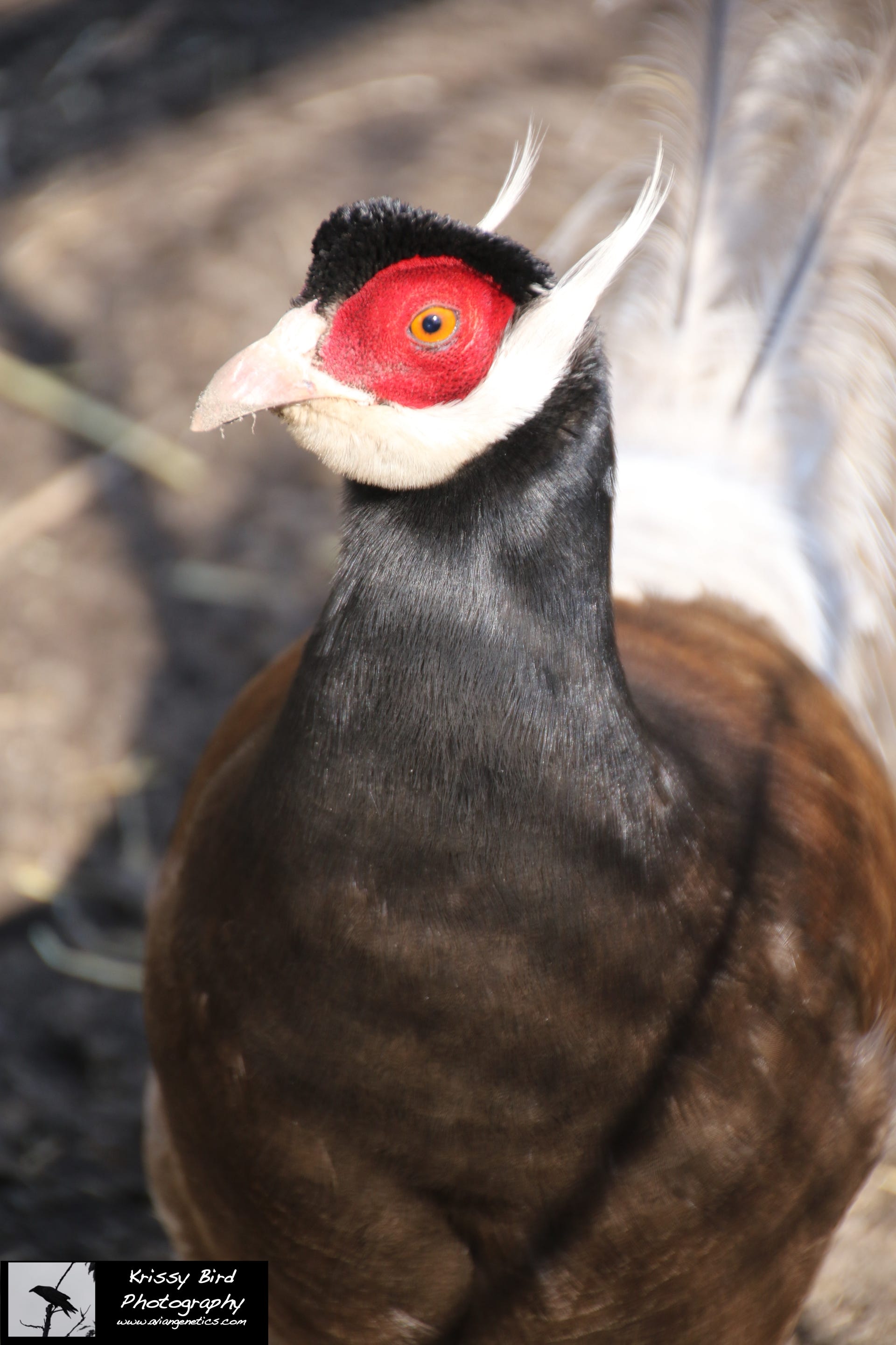 Pheasant Ridge - Brown Eared Pheasant Male