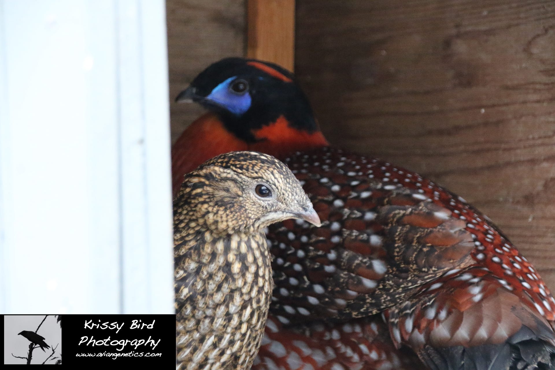 Pheasant Ridge - Temminck's Tragopan Pheasants