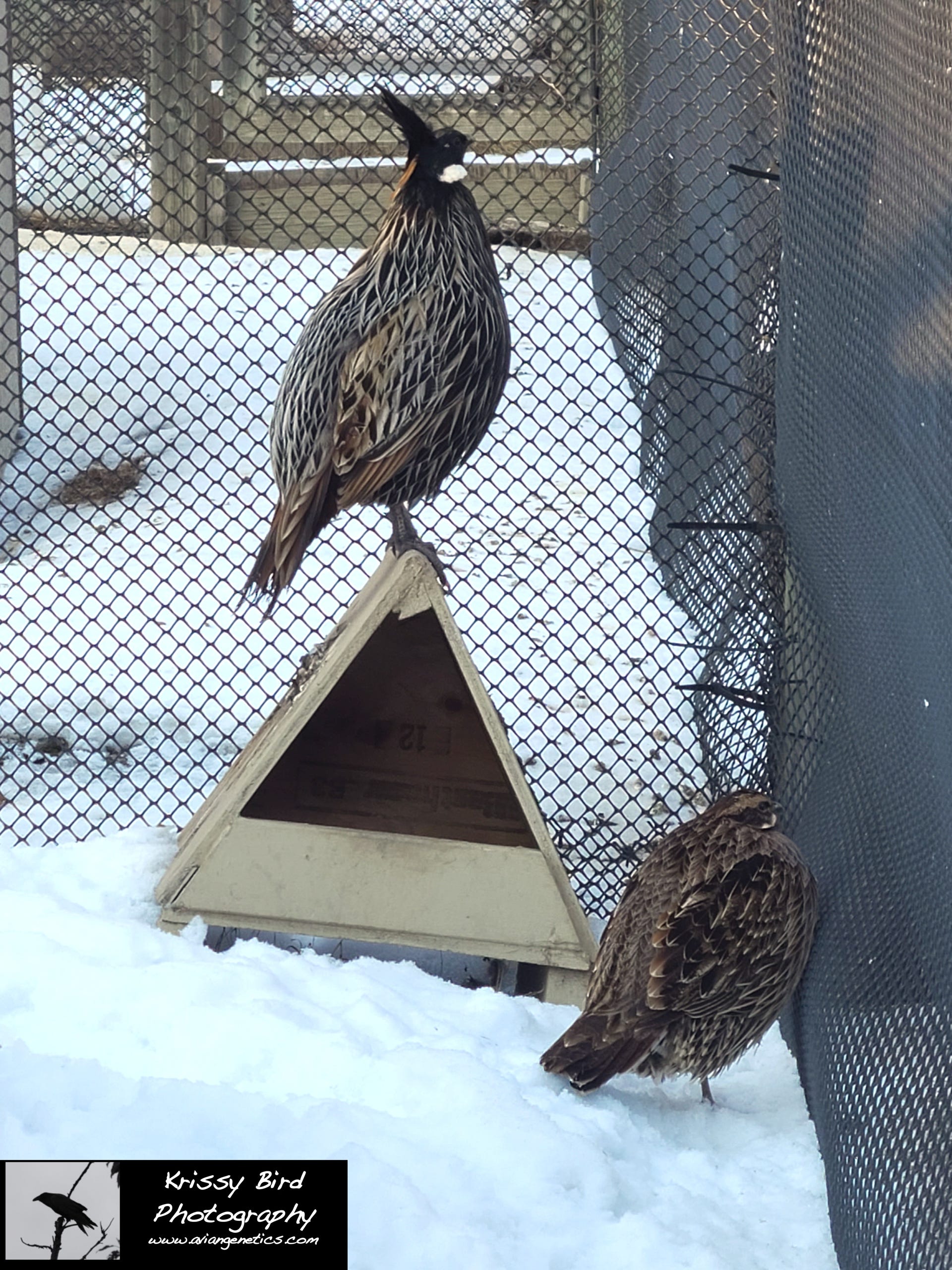 Pheasant Ridge - Koklass Pair
