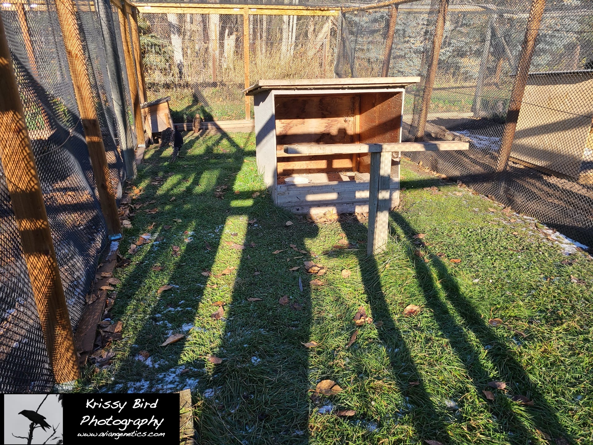 Pheasant Ridge pheasant breeder pens