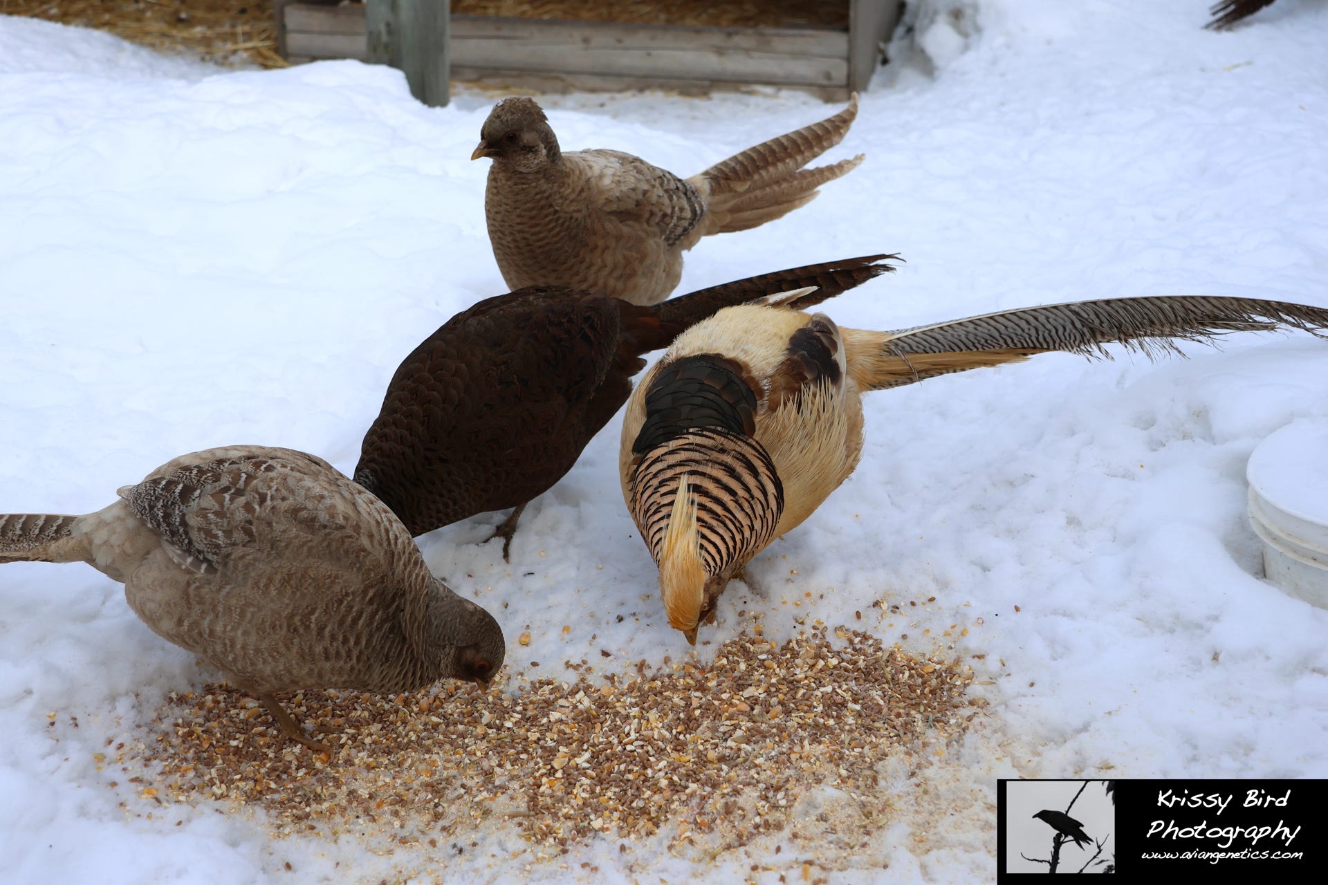 Pheasant Ridge - Yellow Flame Golden Pheasants