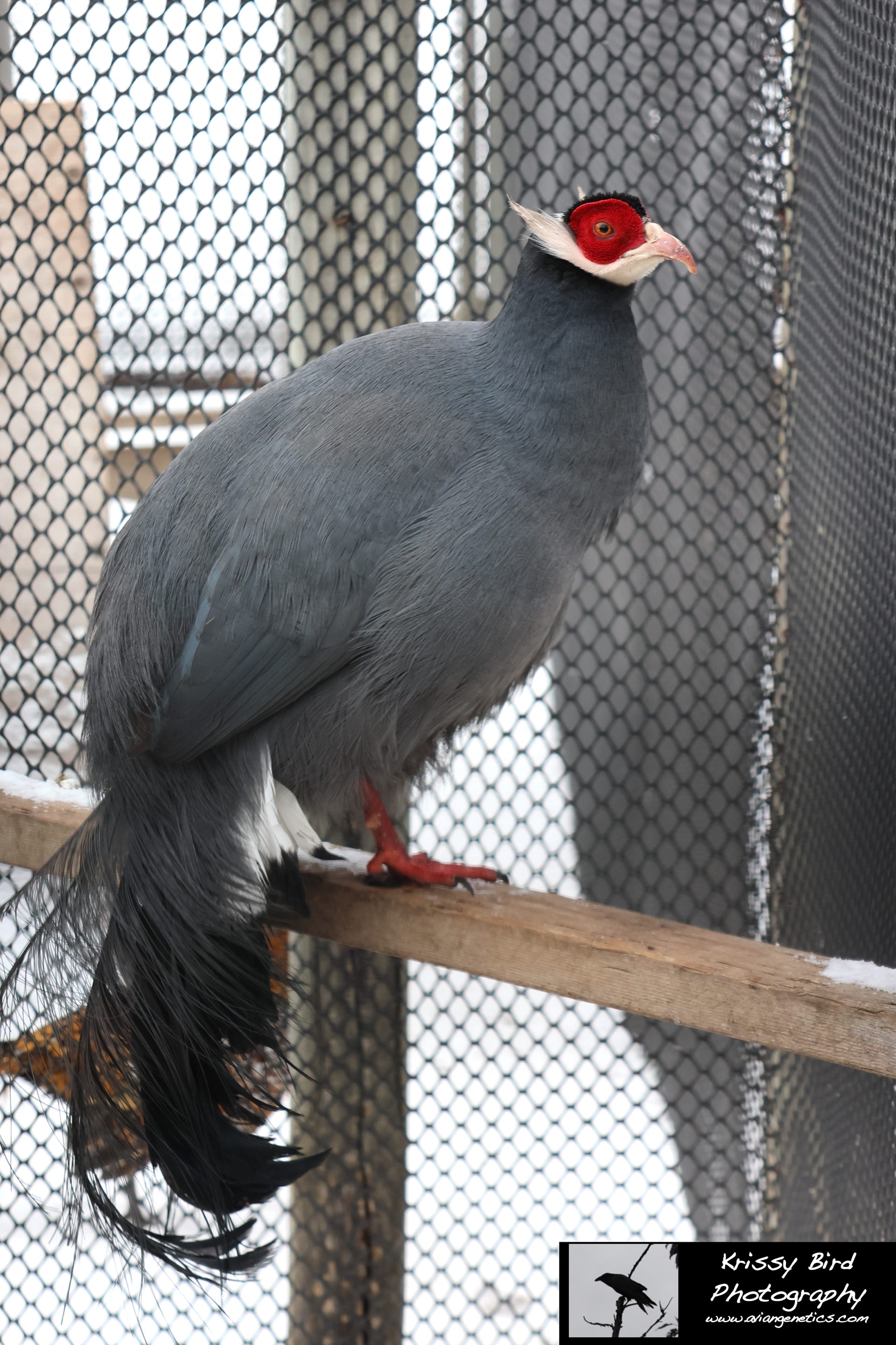 Pheasant Ridge - Blue Eared Pheasant Male