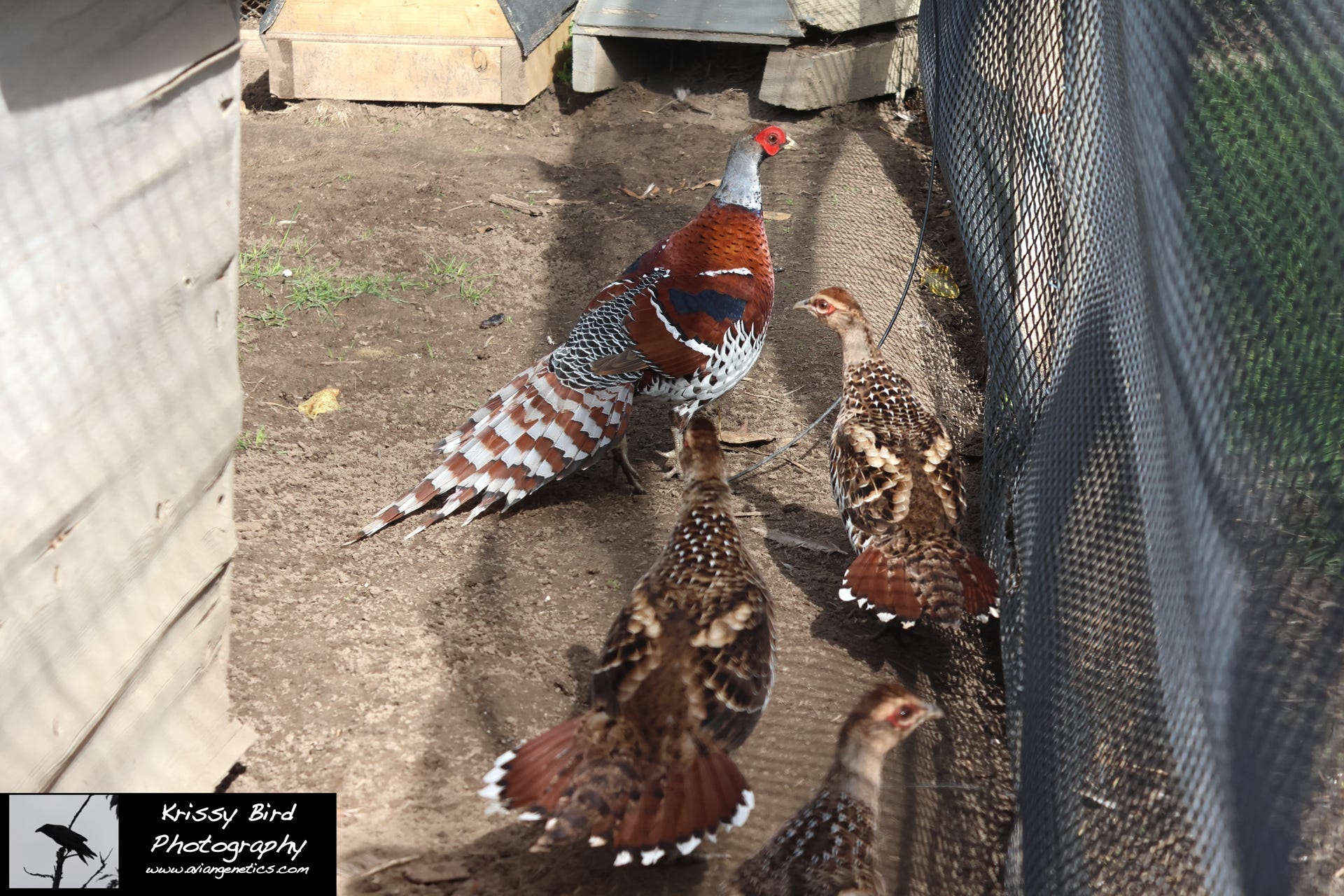 Pheasant Ridge - Elliot Pheasant Pair