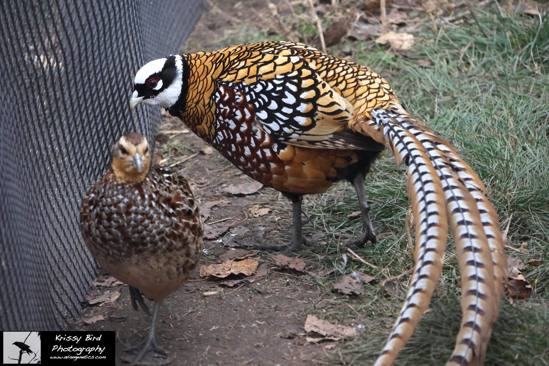 Pheasant Ridge - Reeves Pheasant Pair