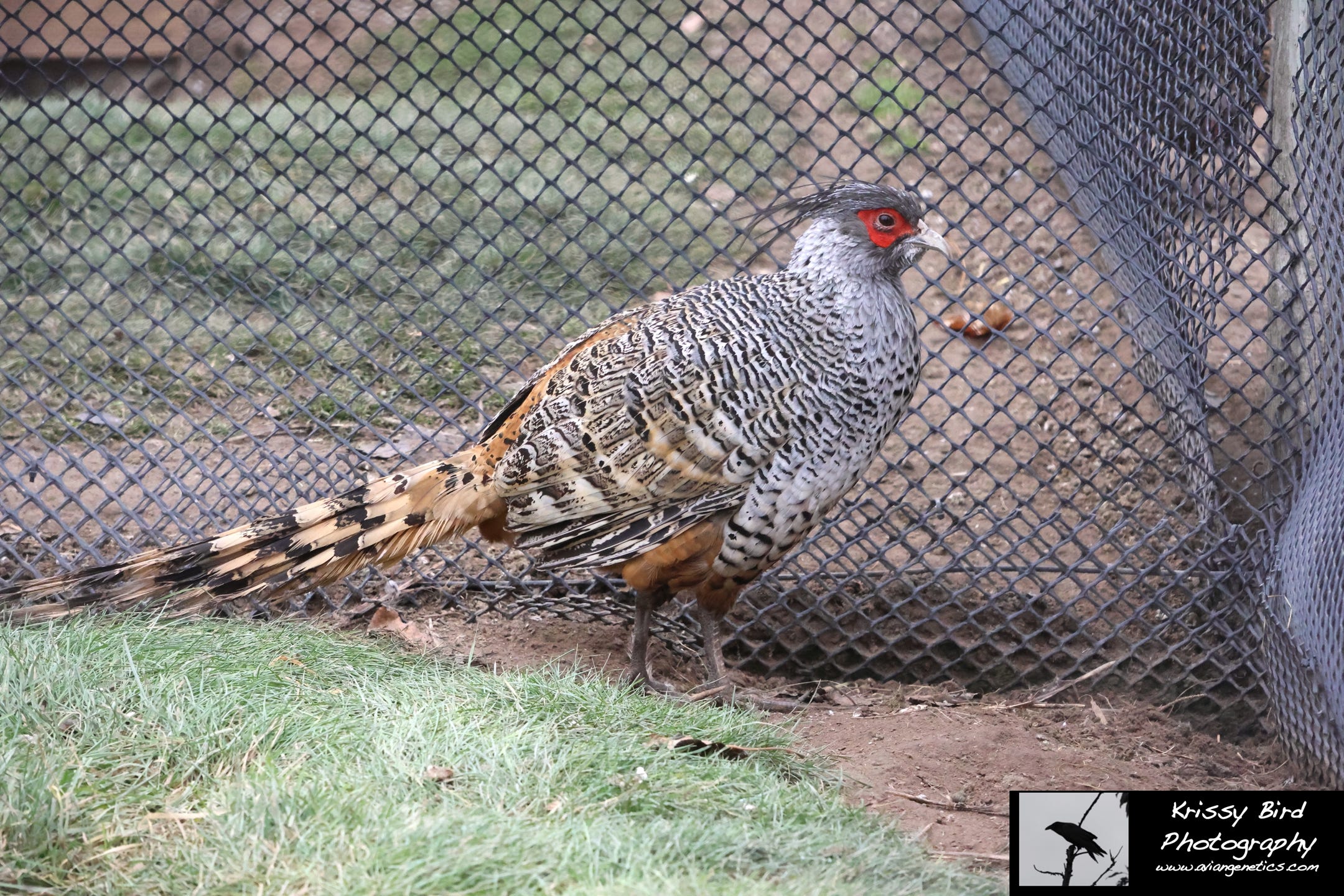 Pheasant Ridge - Cheer Pheasant Male