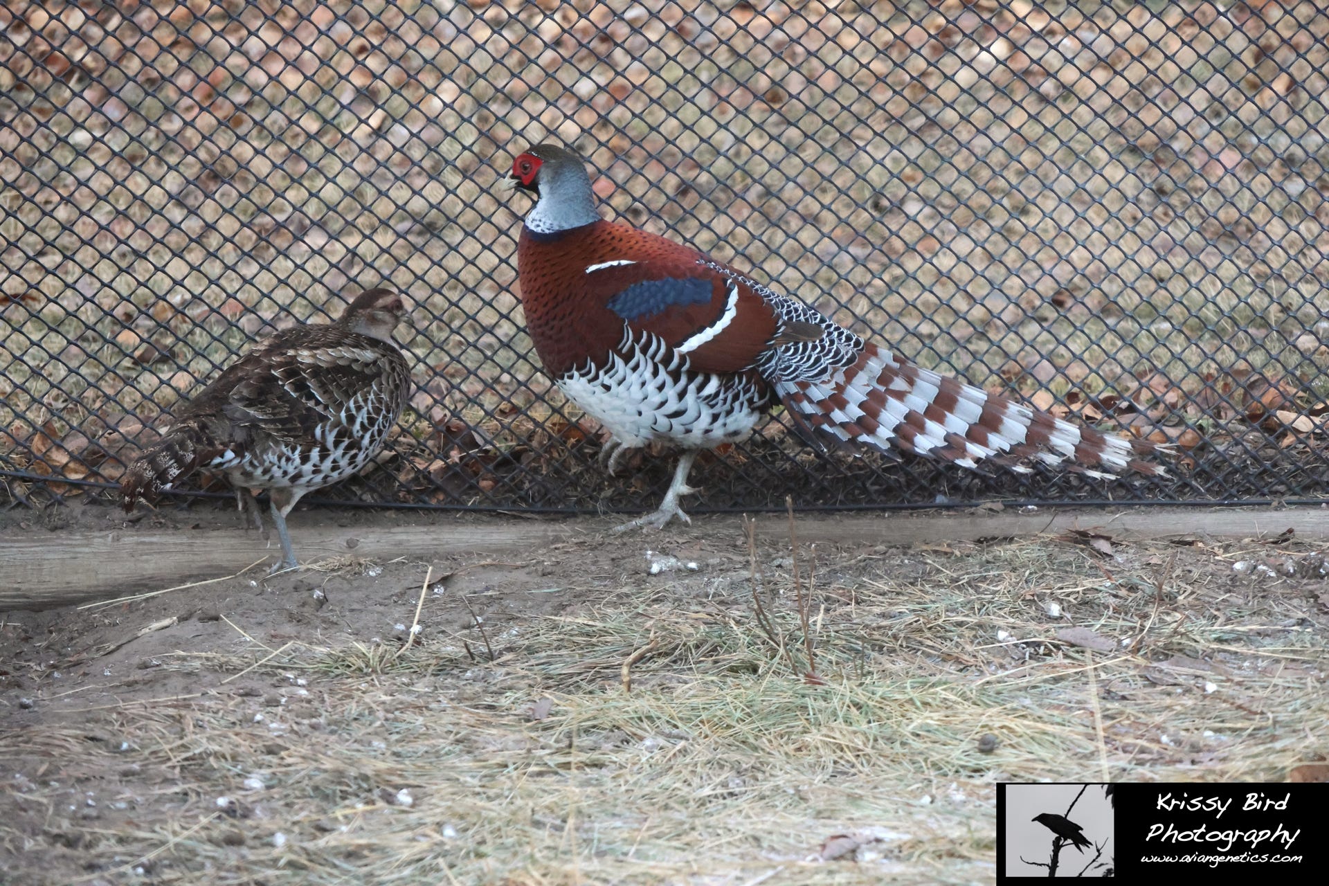 Pheasant Ridge - Elliot Pheasant Pair