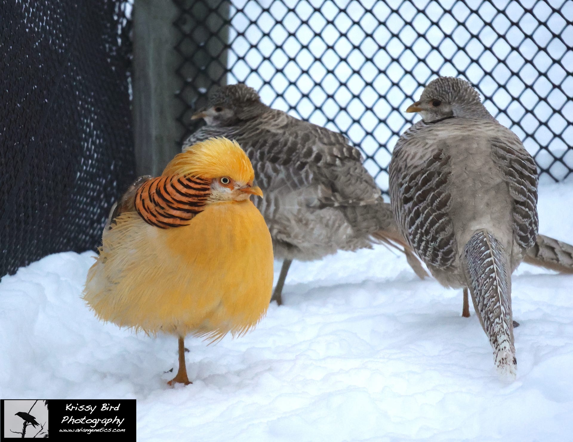 Pheasant Ridge - Yellow Golden Pheasant Trio