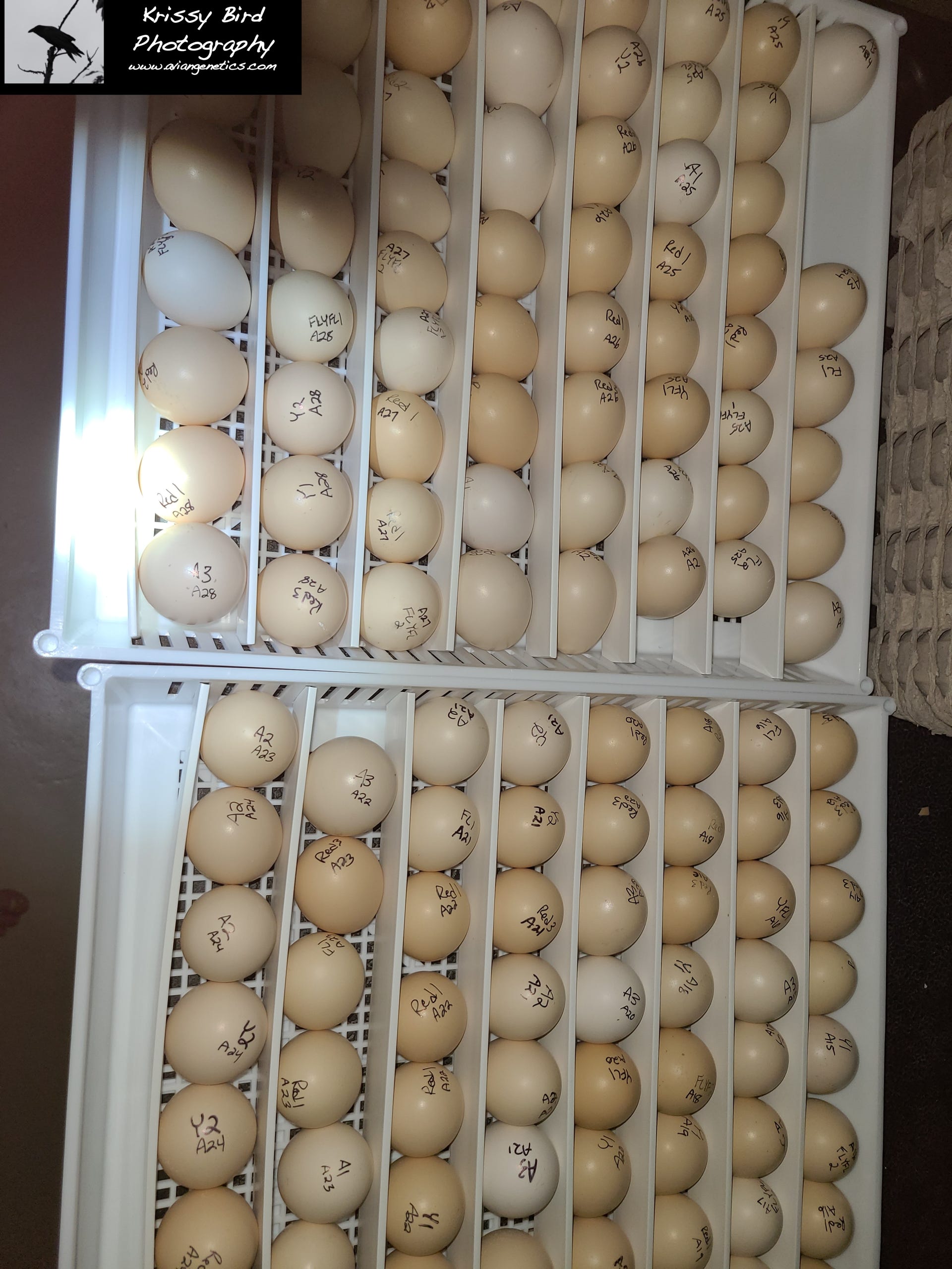 Pheasant Ridge Incubators