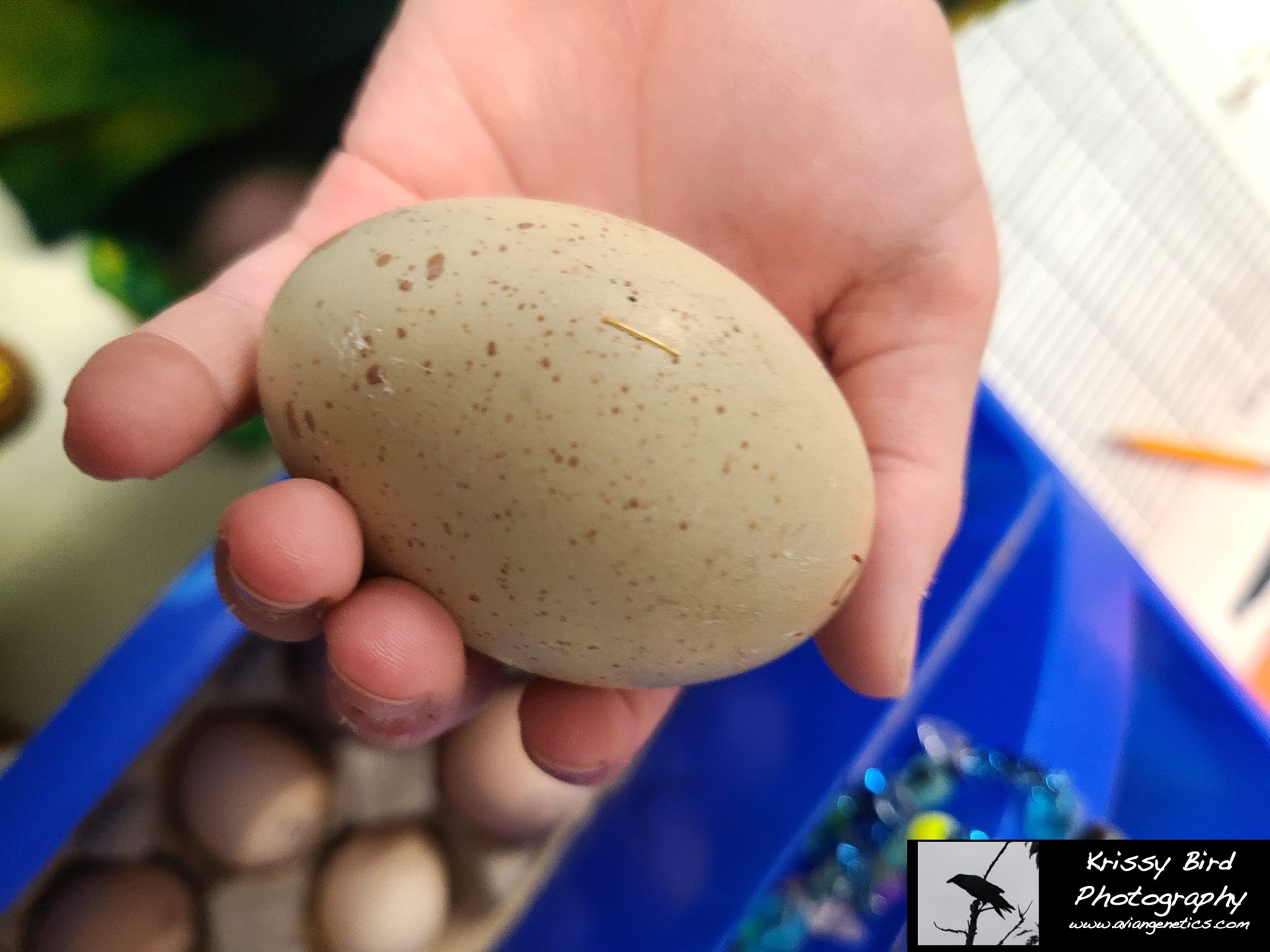 Pheasant Ridge - Blue Eared Pheasant Egg