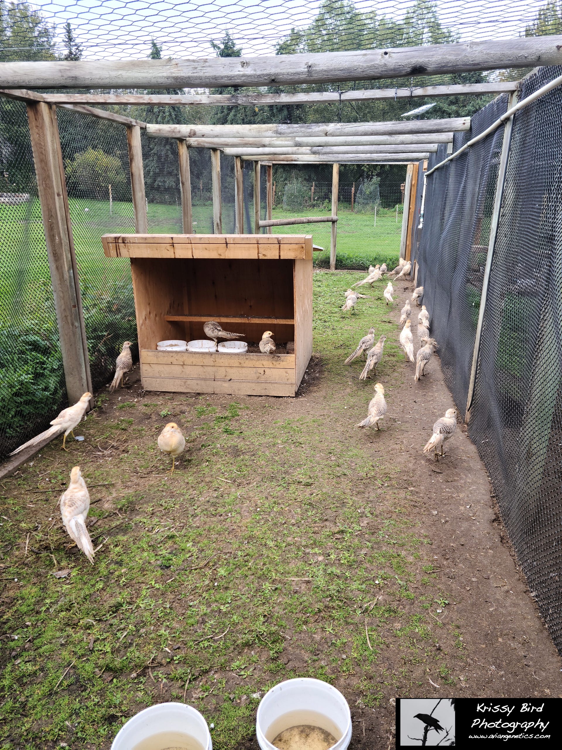 Pheasant Ridge - Yellow Golden Pheasant Chicks