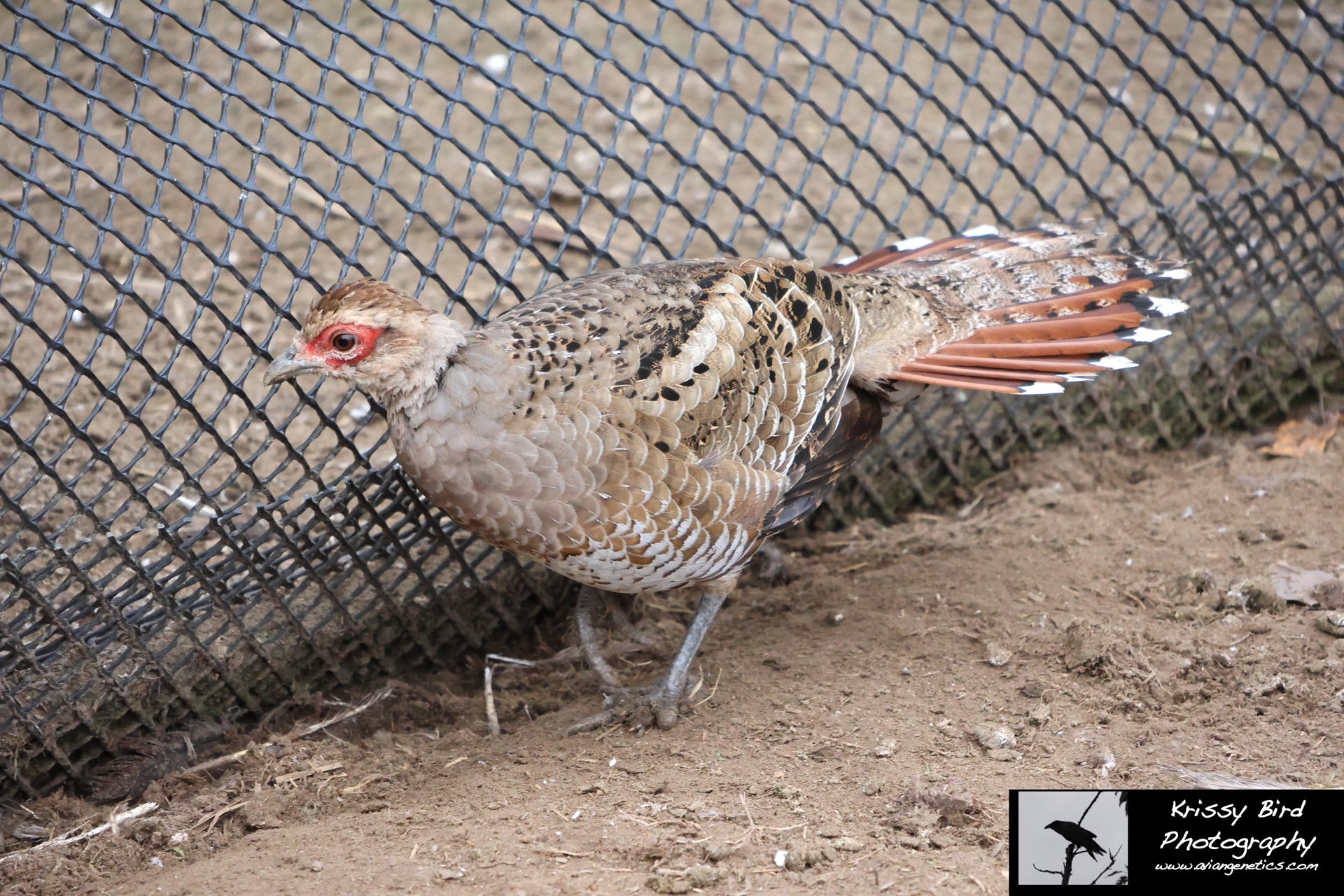 Pheasant Ridge - Humes Pheasant Female