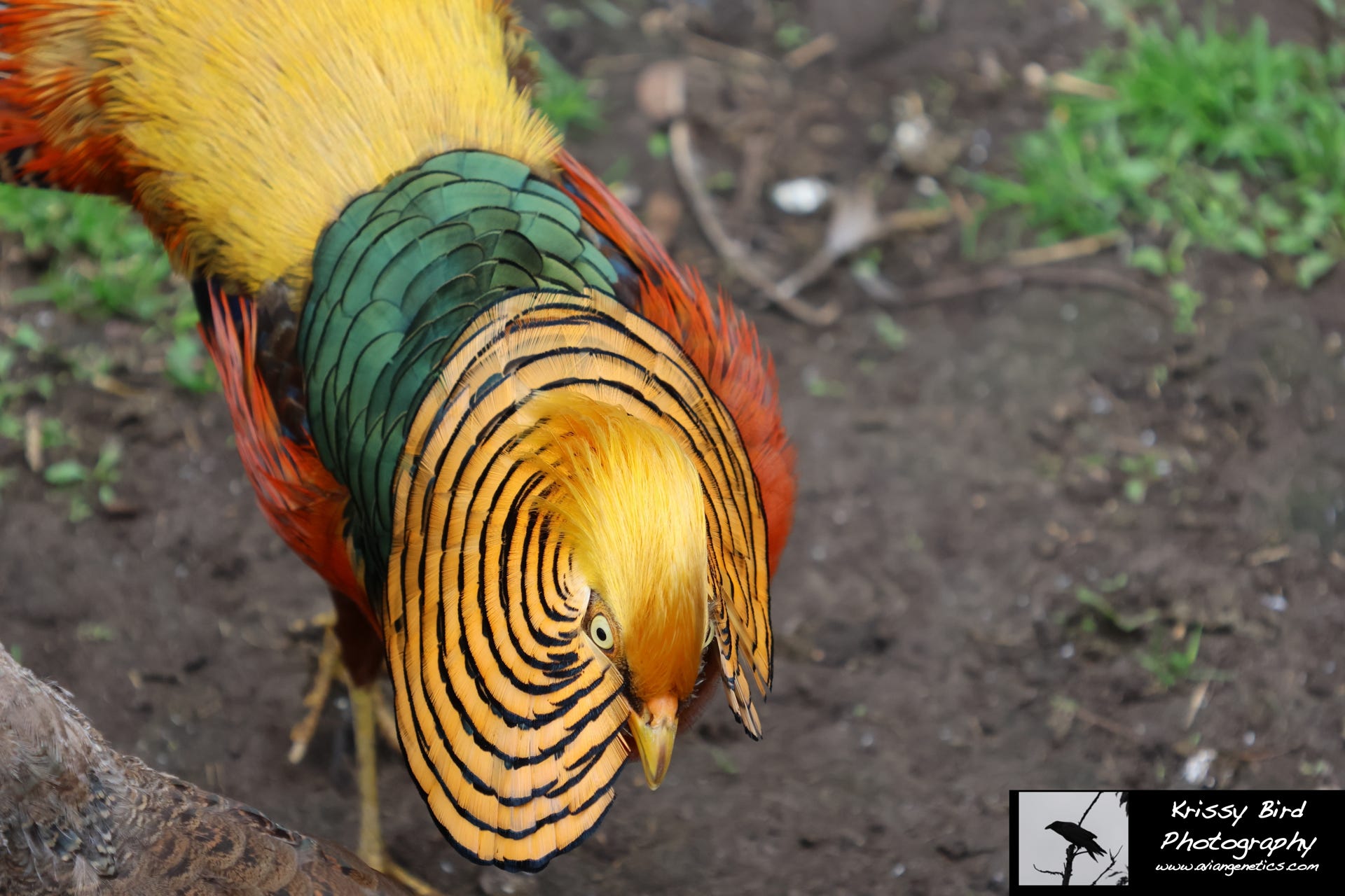 Pheasant Ridge - Flame Golden Pheasant Male