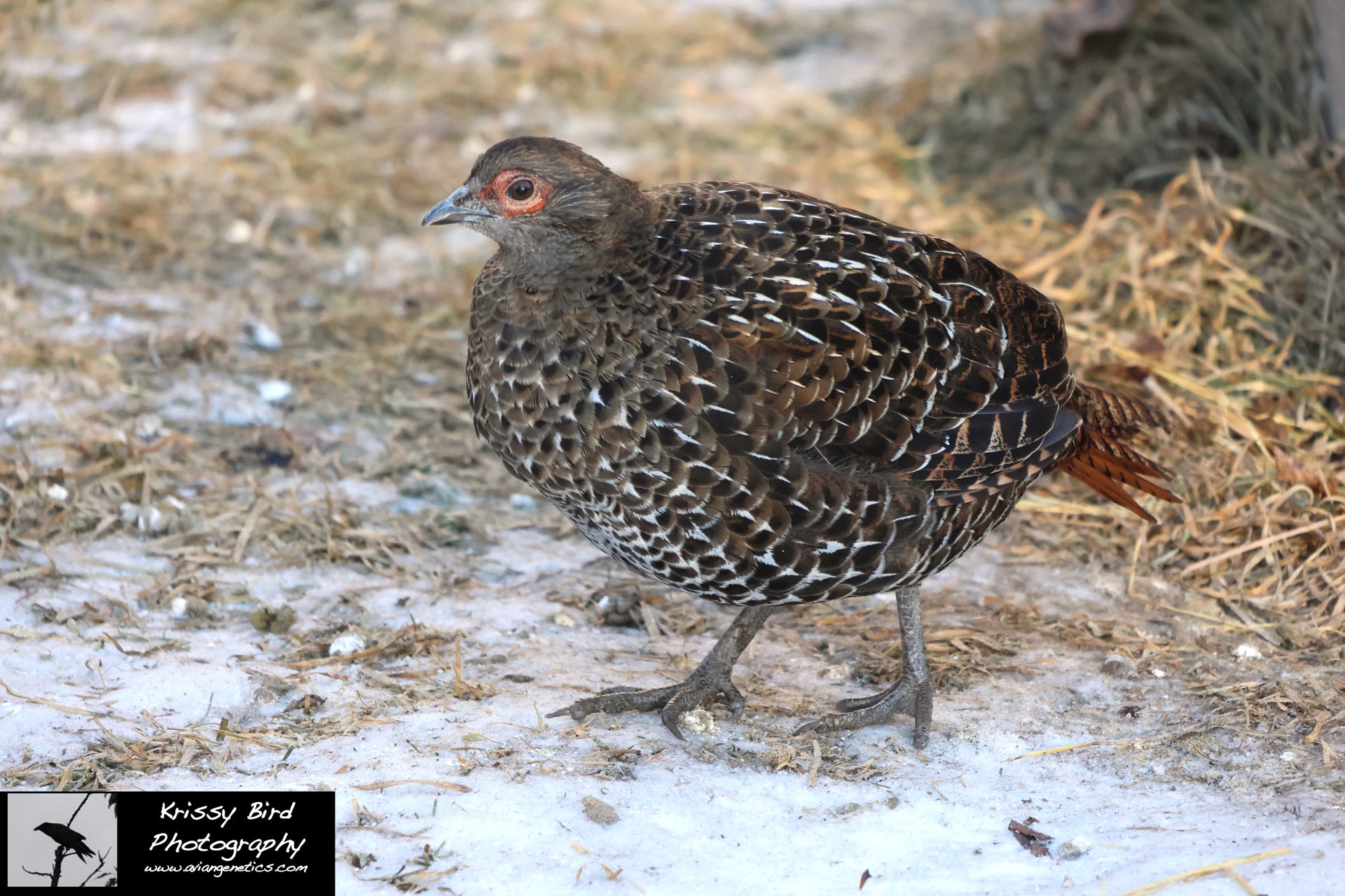 Pheasant Ridge Mikado Pheasant Female