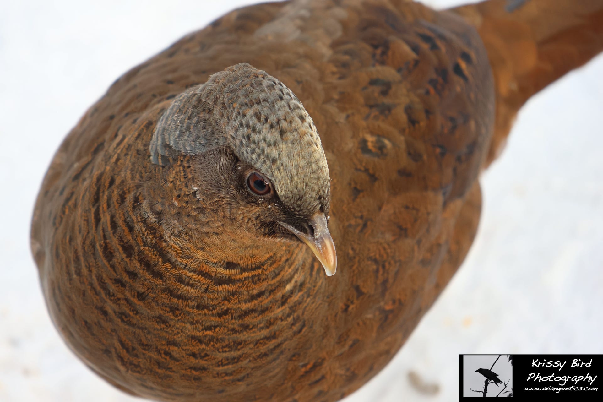 Pheasant Ridge - Flame Golden Pheasant Female