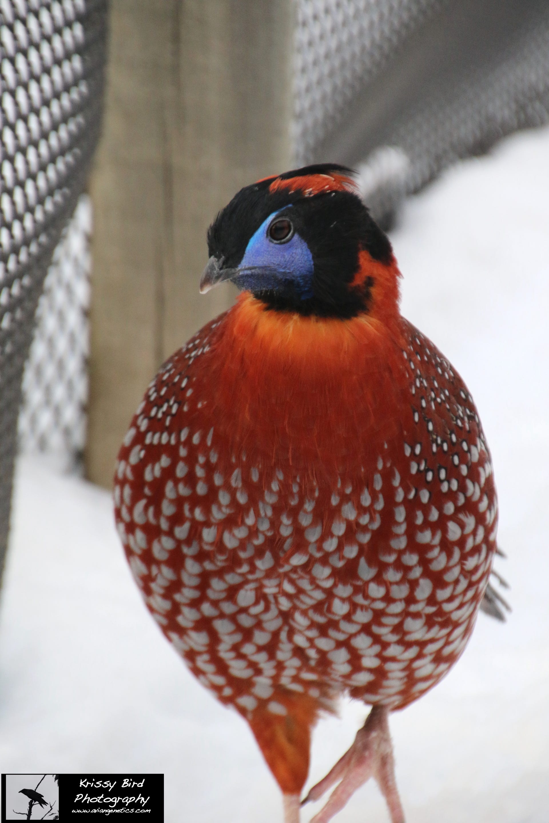 Pheasant Ridge - Temminck's Tragopan Pheasant Male