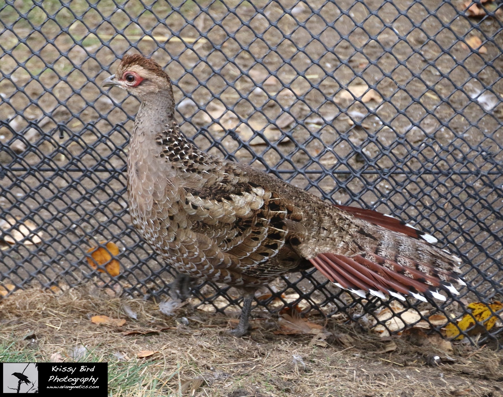 Pheasant Ridge - Humes Pheasant Female