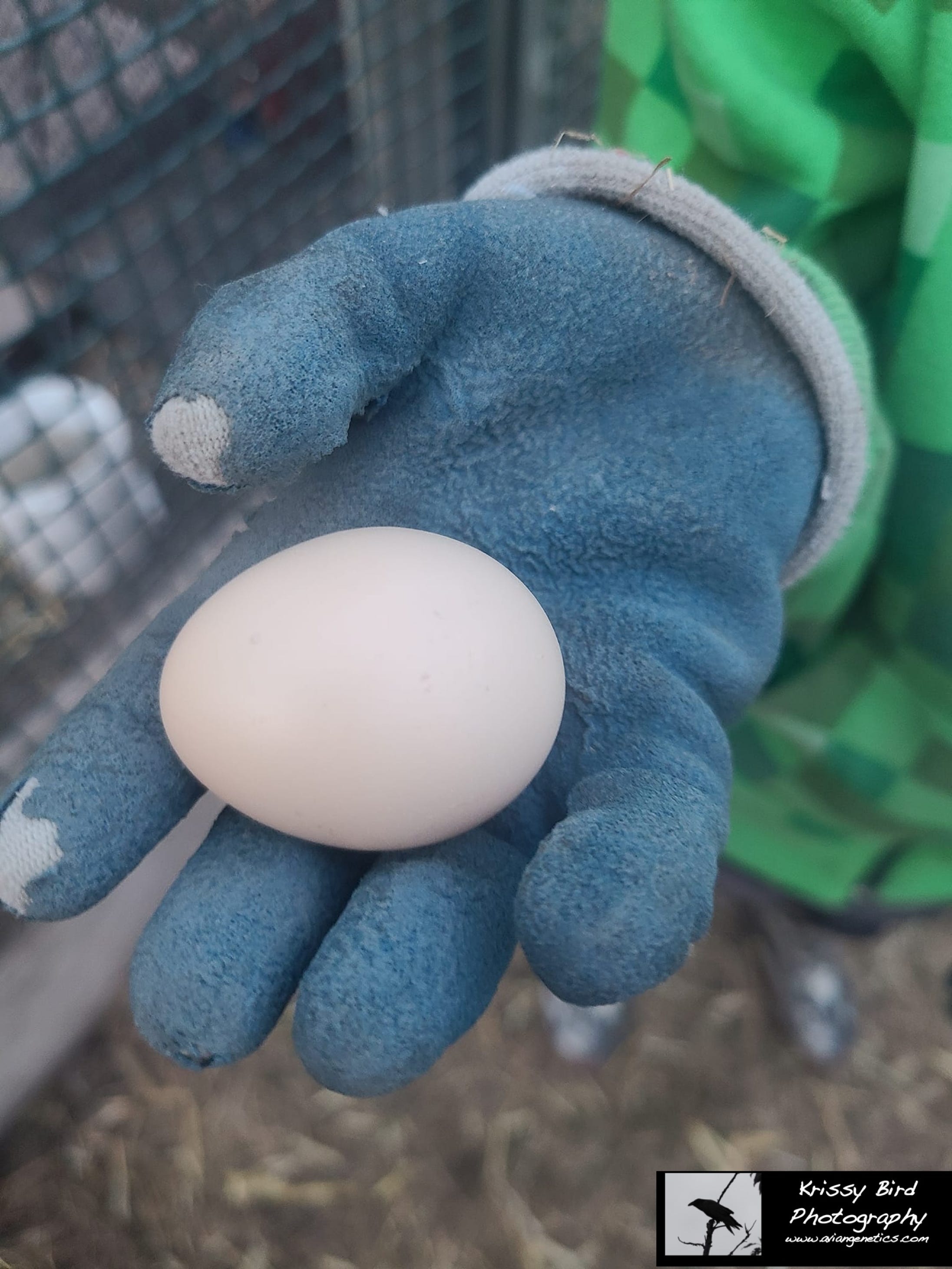 Pheasant Ridge - Yellow Flame Golden Pheasant Egg