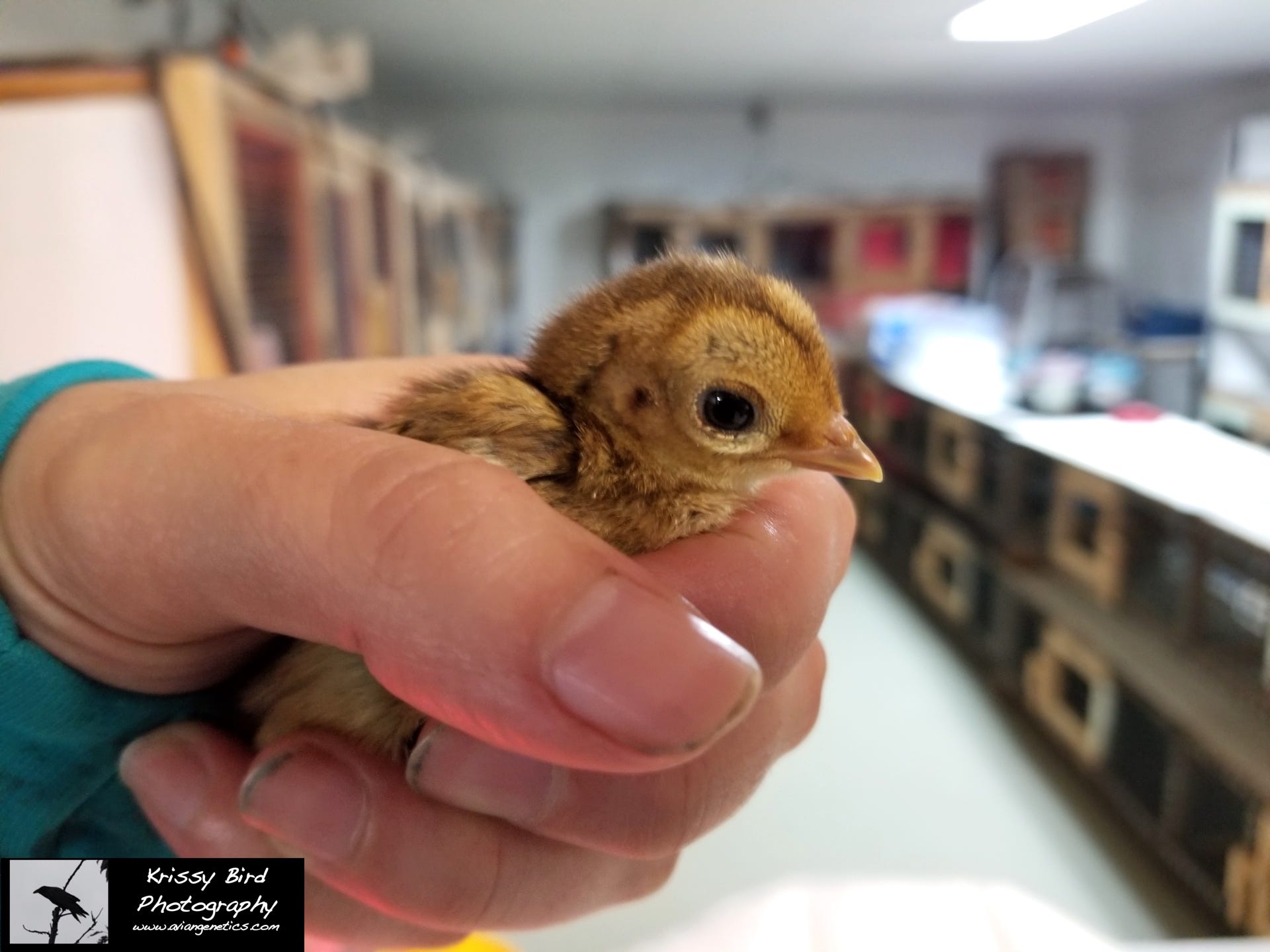 Pheasant Ridge - Red Golden Pheasant Chick