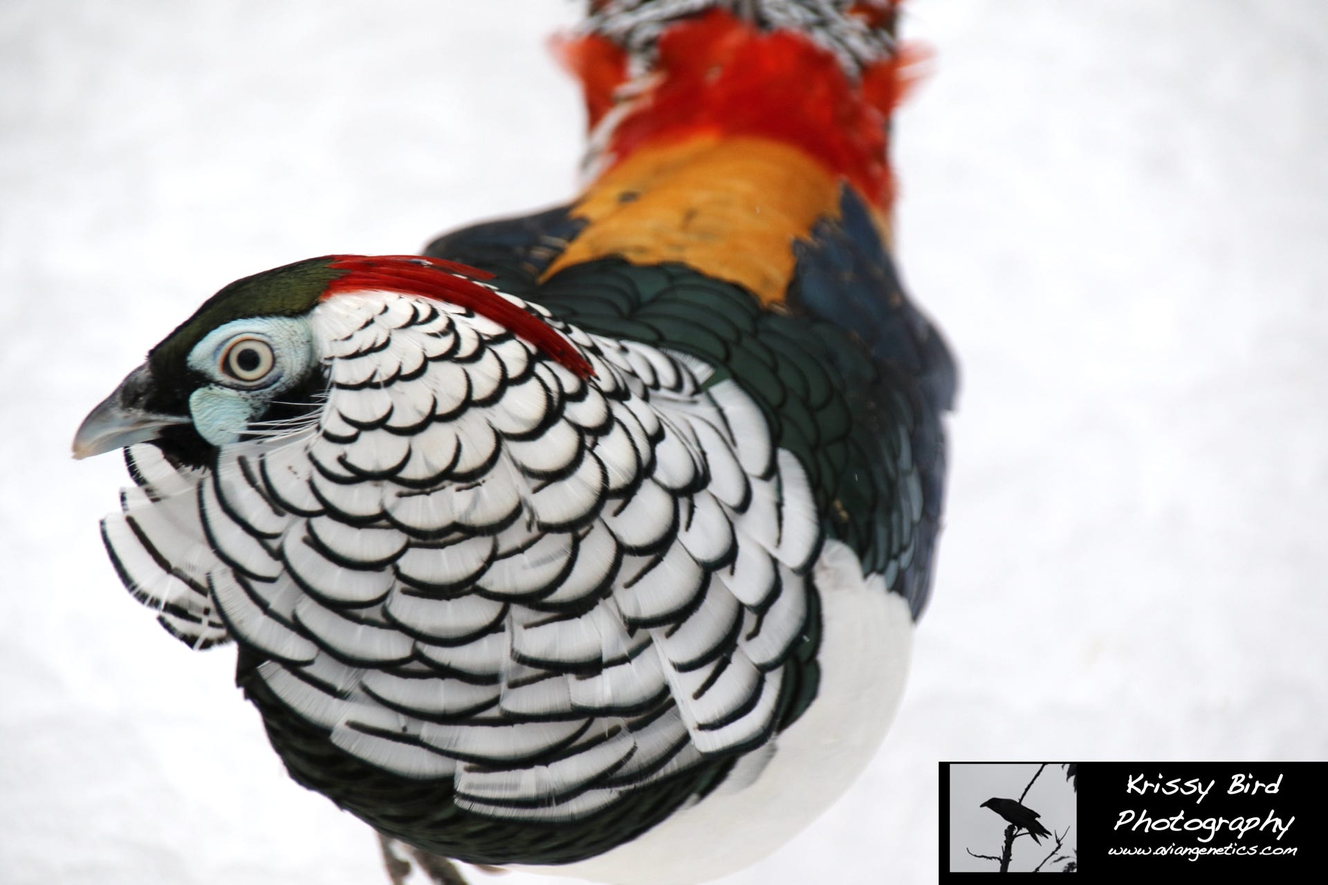 Pheasant Ridge Amherst Pheasant Male, Pheasant, pheasants, Golden, Tragopan, Koklass, Swinhoe, Silver, Mikado, Humes, Elliot, Reeves, Cheer, Impeyan, Himalayan Monal, Blue Eared, Brown Eared, Eared, Red Golden, Yellow Golden, Flame Golden, Yellow Flame Golden, Canada Pheasant Breeder, Pheasant Breeder, Canadian Pheasant Breeder, Canada Pheasant, Canadian Pheasant, Alberta Pheasant, Alberta Pheasant Breeder, Galliform, Pheasant Pens, Incubation, Incubator, Bird, Avian, Endangered, Rare, Pheasant Ridge, Pheasant Price List, Pheasant Species, Canada, Alberta