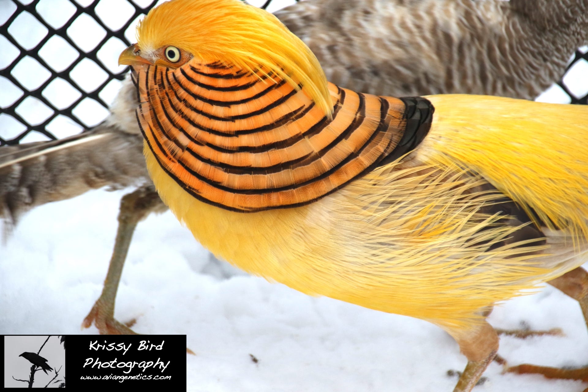Pheasant Ridge - Yellow Golden Pheasant Male