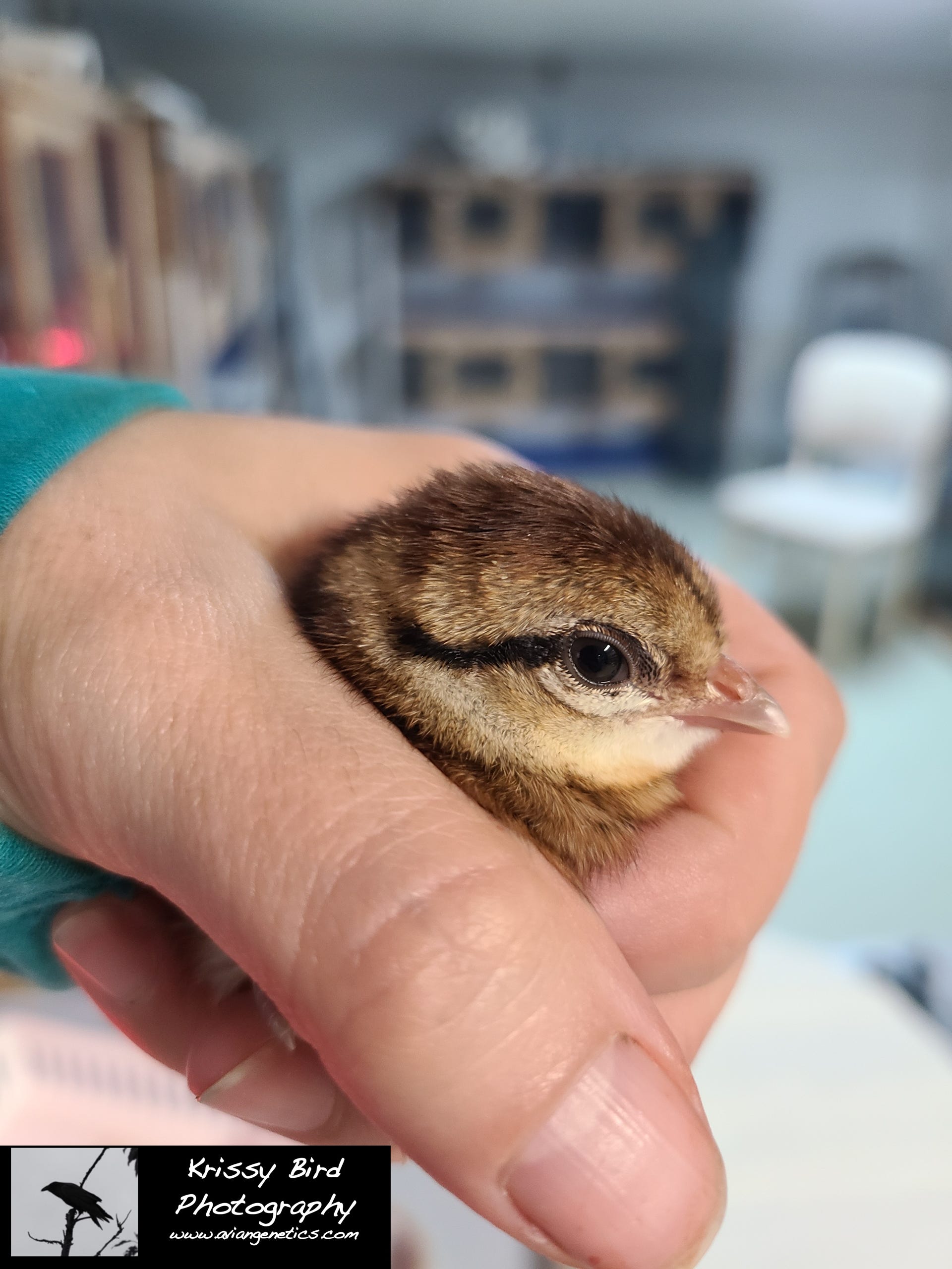 Pheasant Ridge - Elliot Pheasant Chick