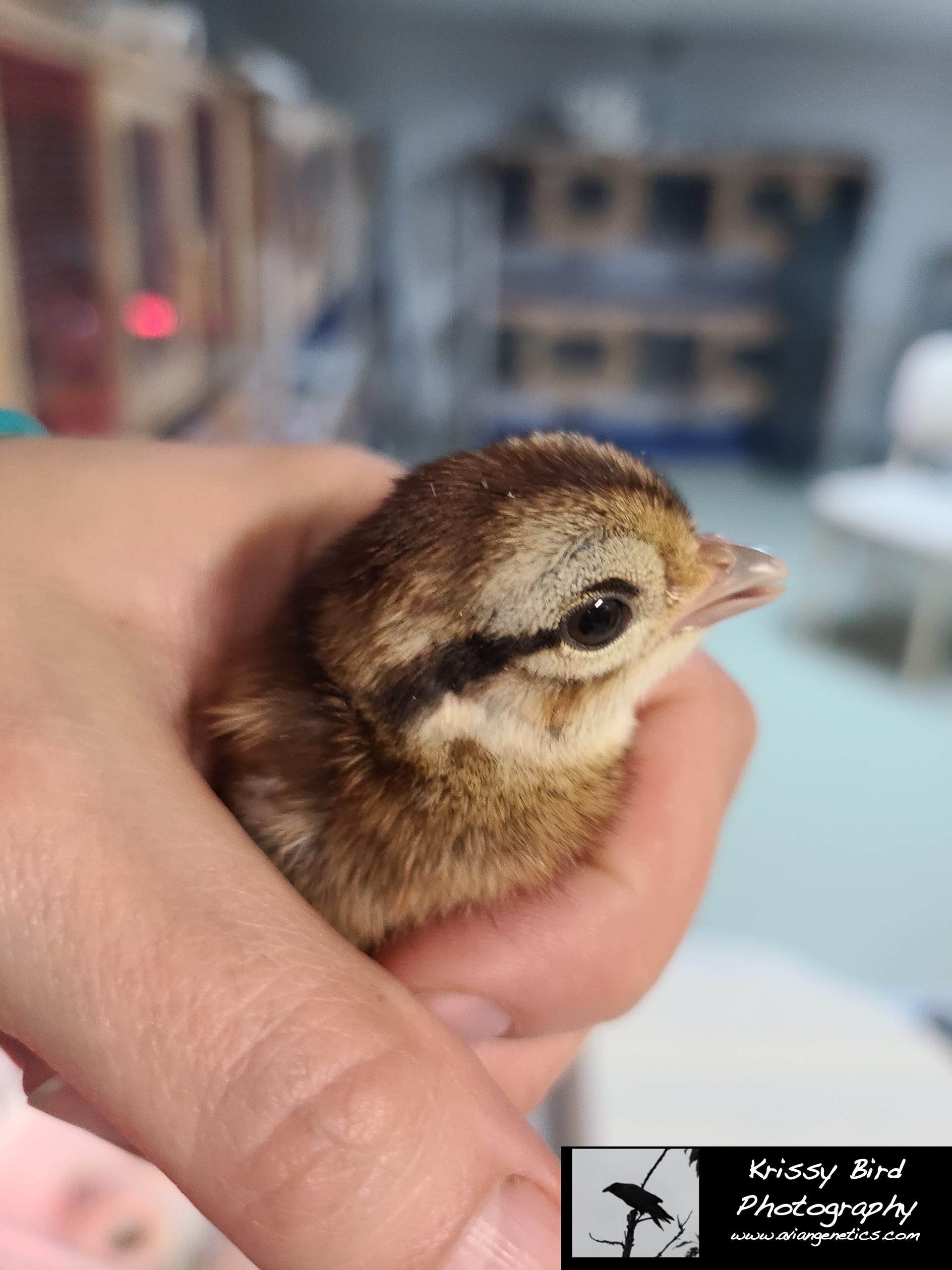 Pheasant Ridge - Humes Pheasant Chick