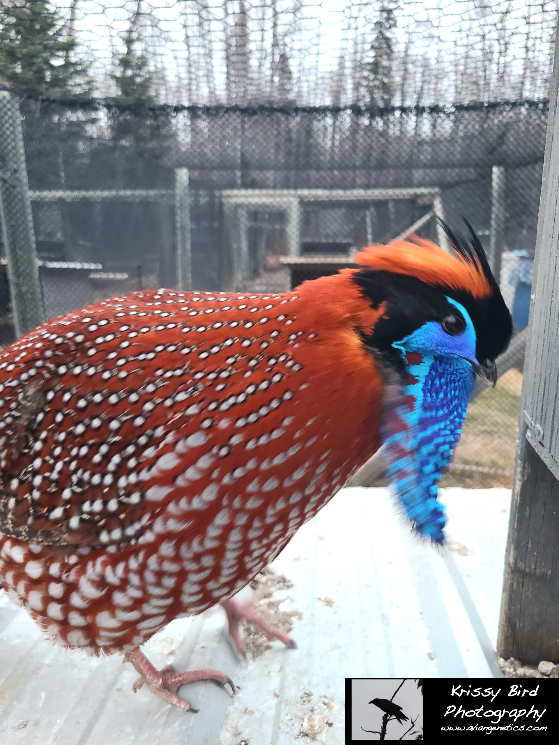 Pheasant Ridge - Temminck's Tragopan Pheasant Male