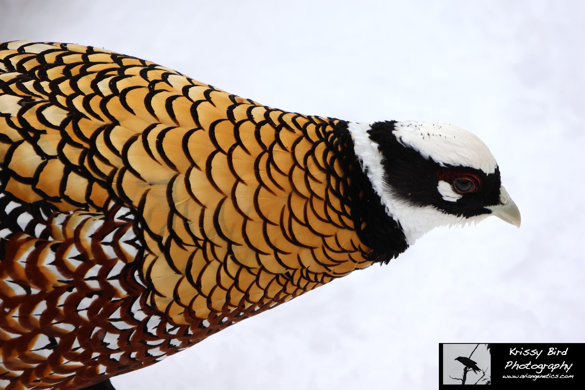 Pheasant Ridge Reeves Pheasant Male