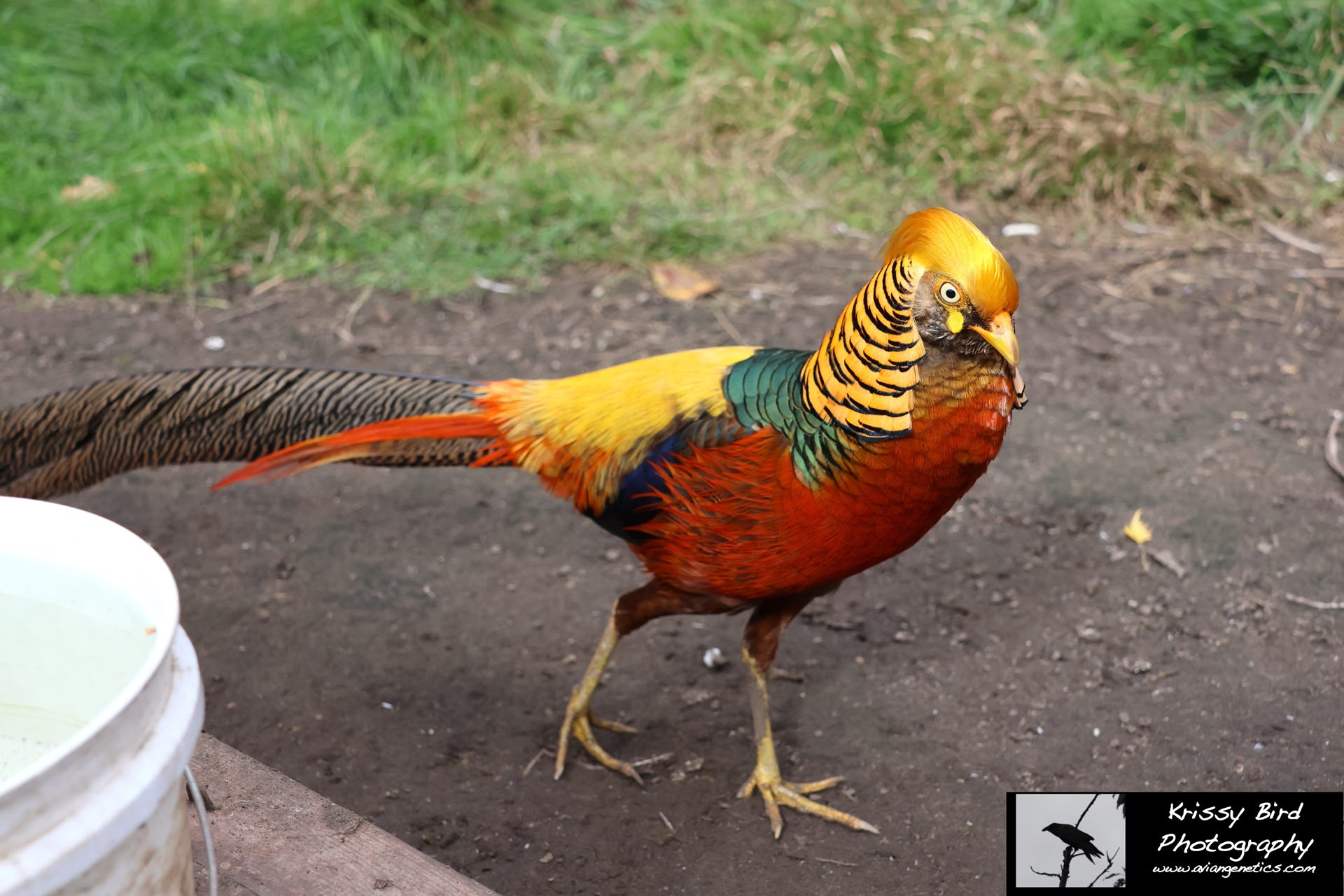 Pheasant Ridge - Flame Golden Pheasant Male