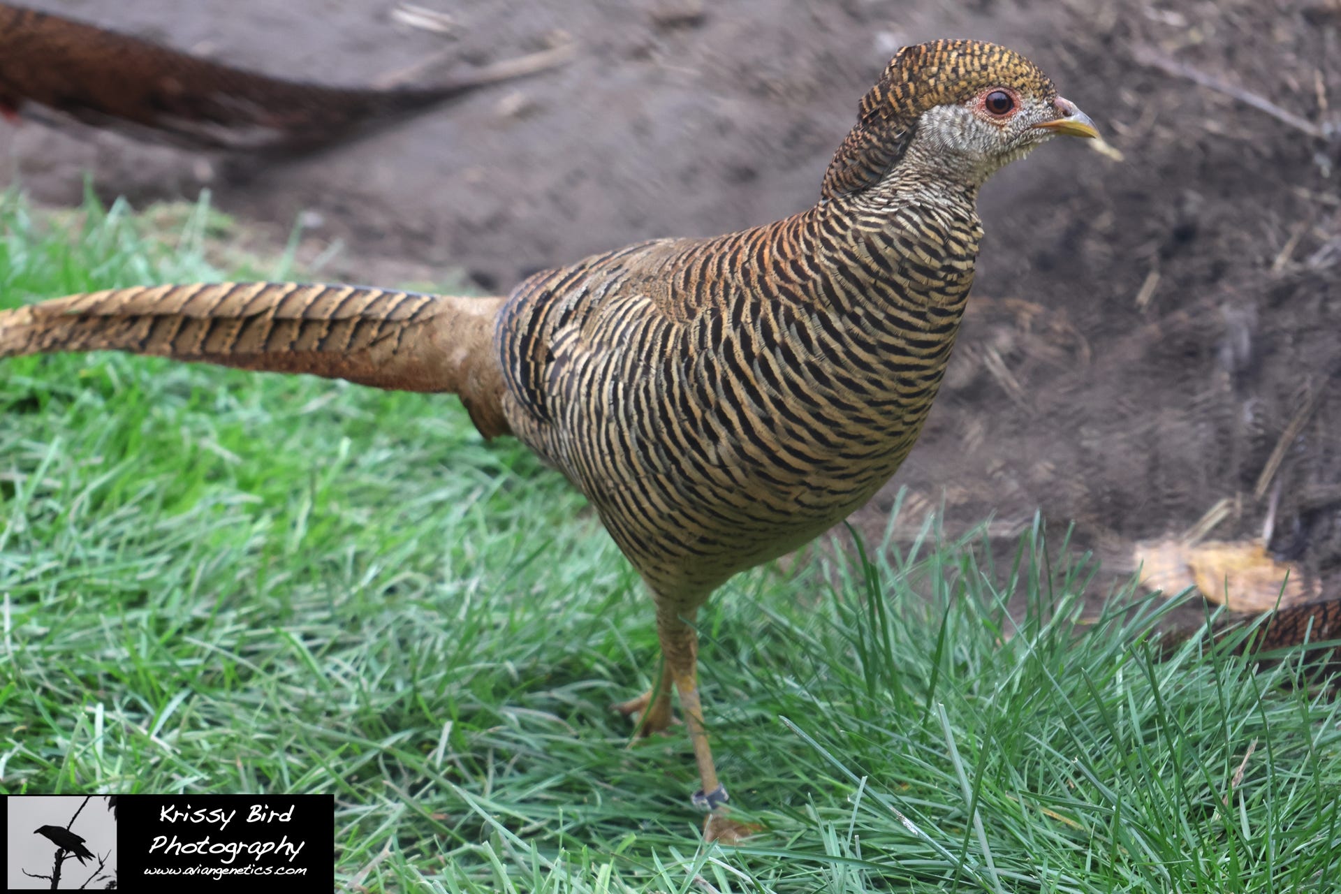 Pheasant Ridge - Red Golden Pheasant Female